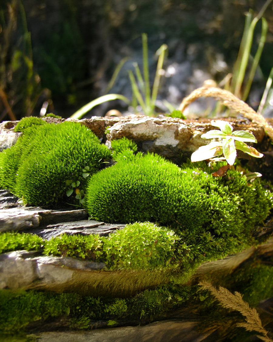 Mosses