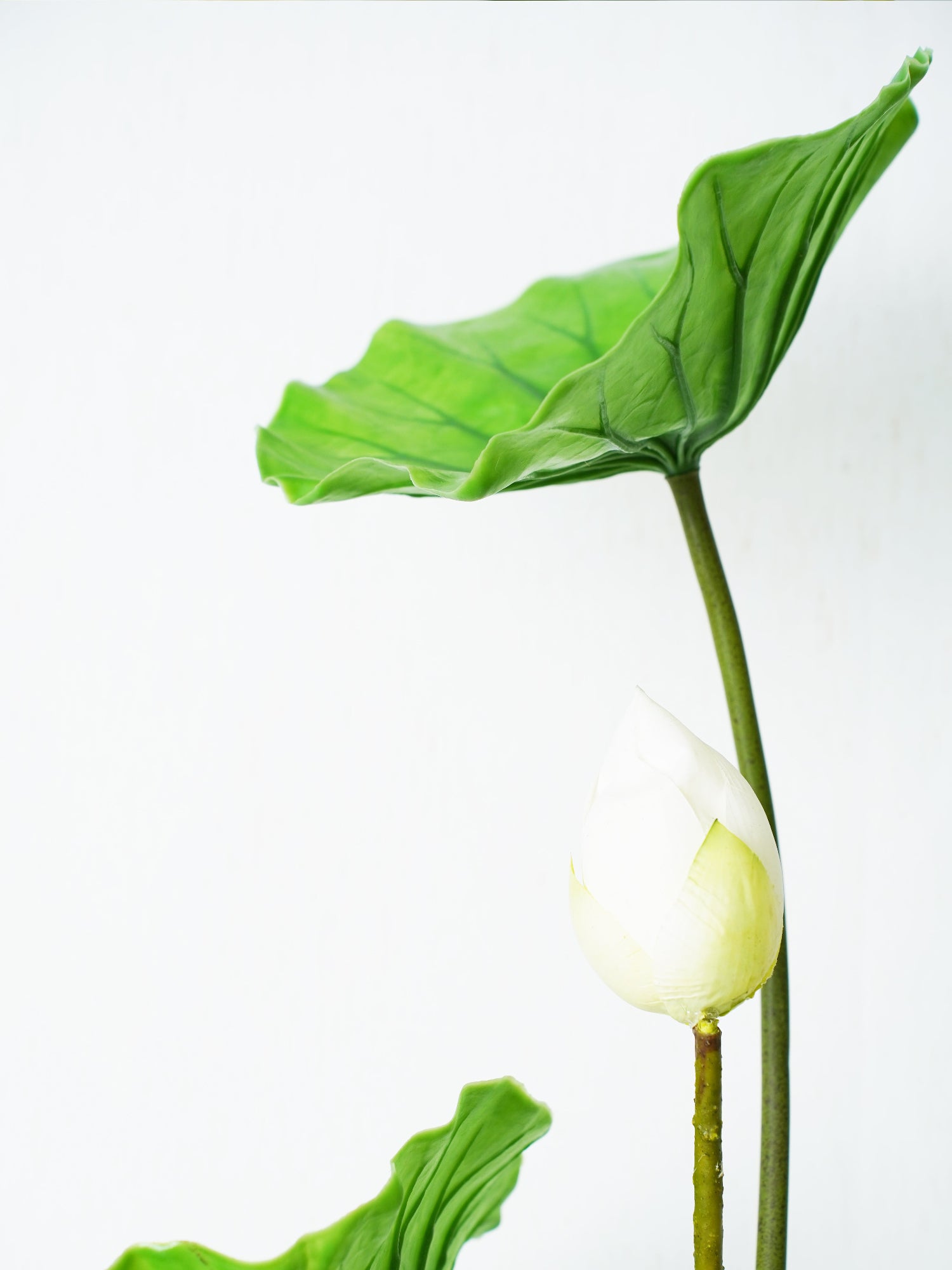 Ramo de pureza y pétalos de amaranto 