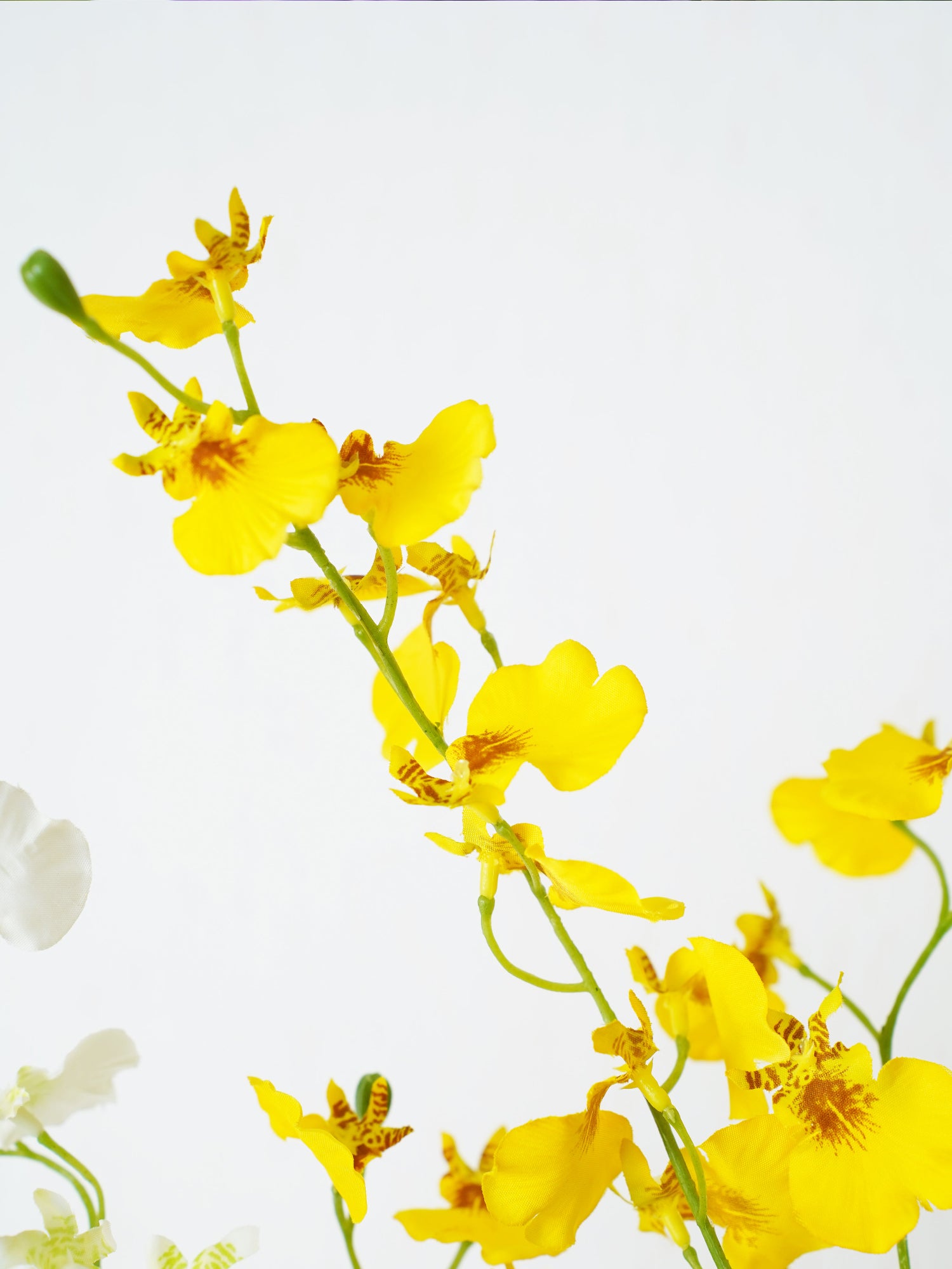 Ramo botánico Amaranton Colorburst 