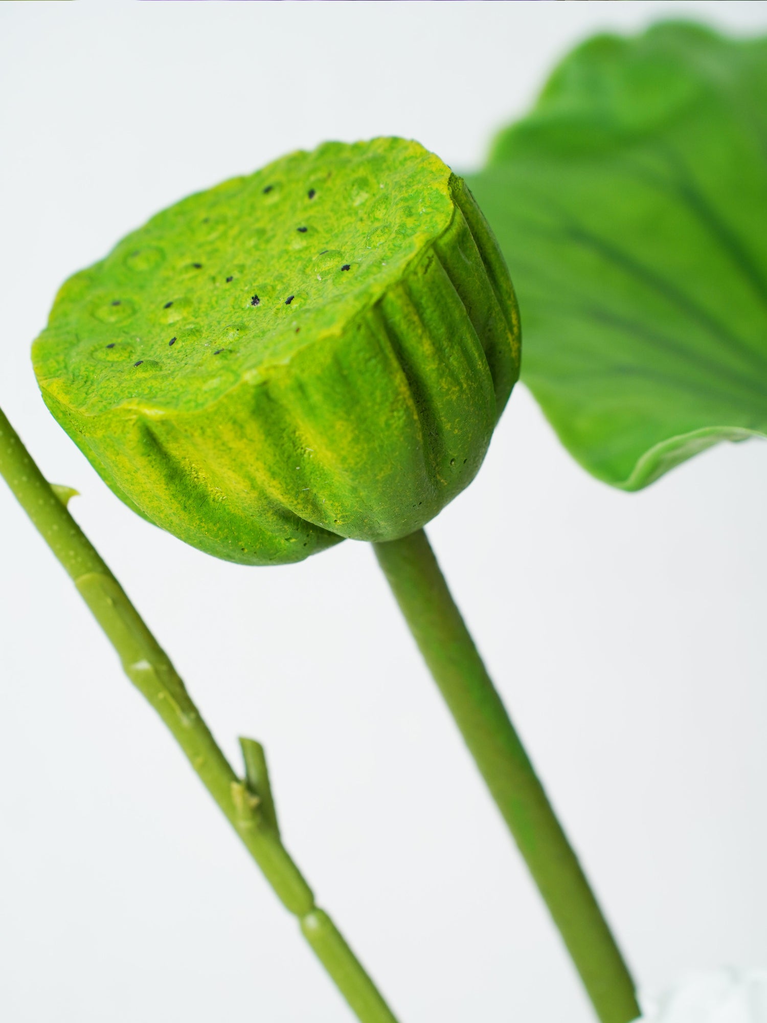 Ramo de aguas tranquilas de Amaranton 