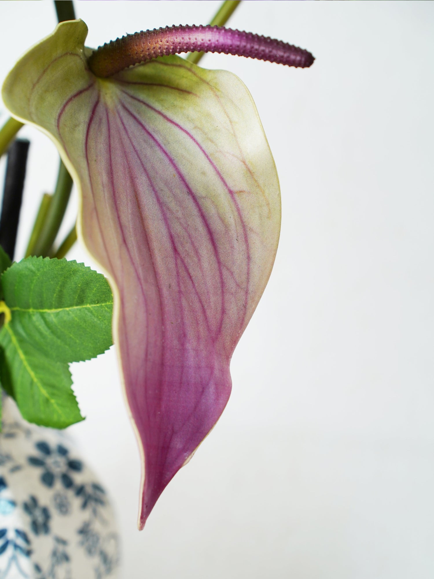 Ramo de pureza y pétalos de amaranto 