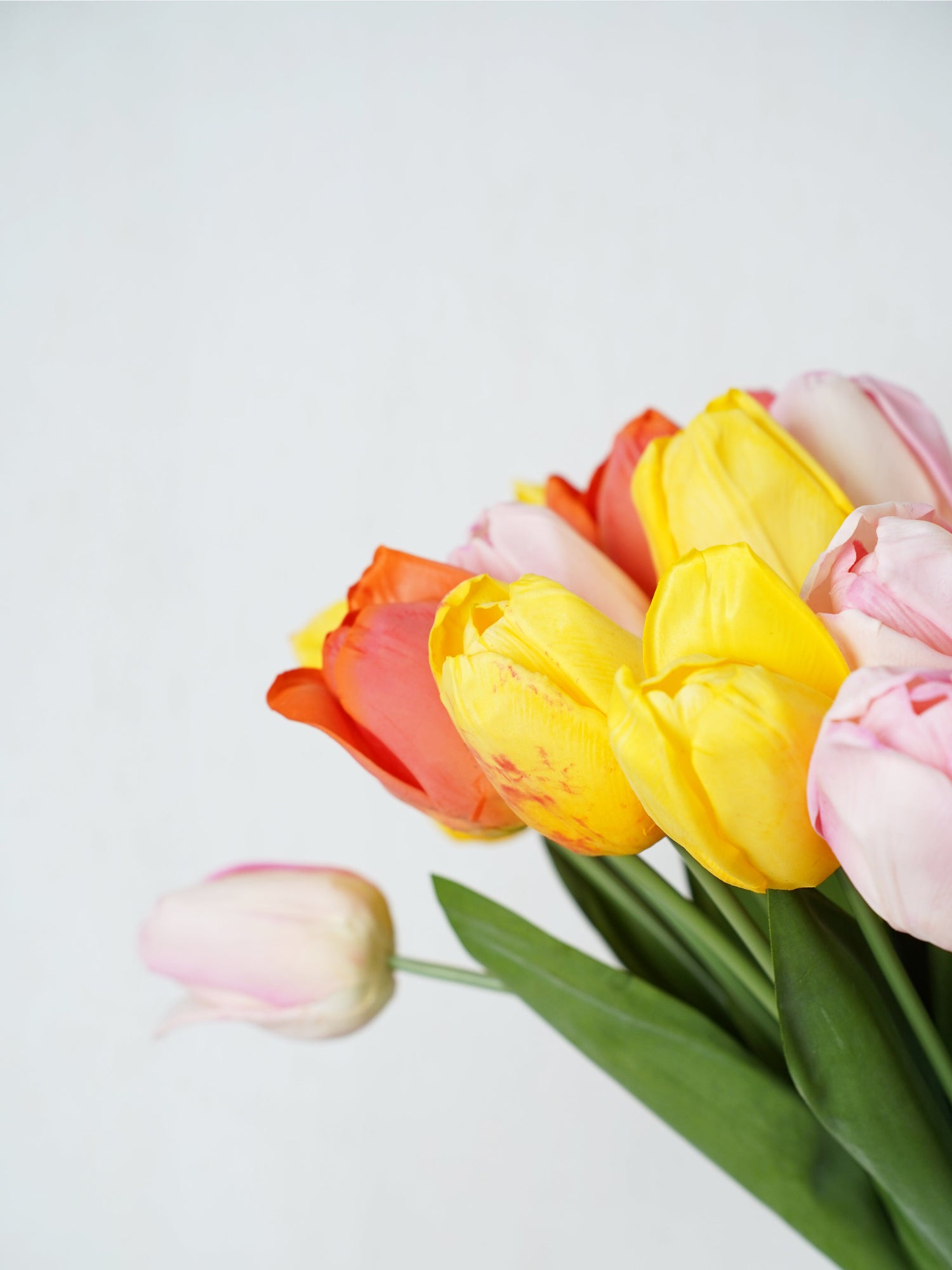 Ramo de tulipanes Amaranton Joyful Bloom 