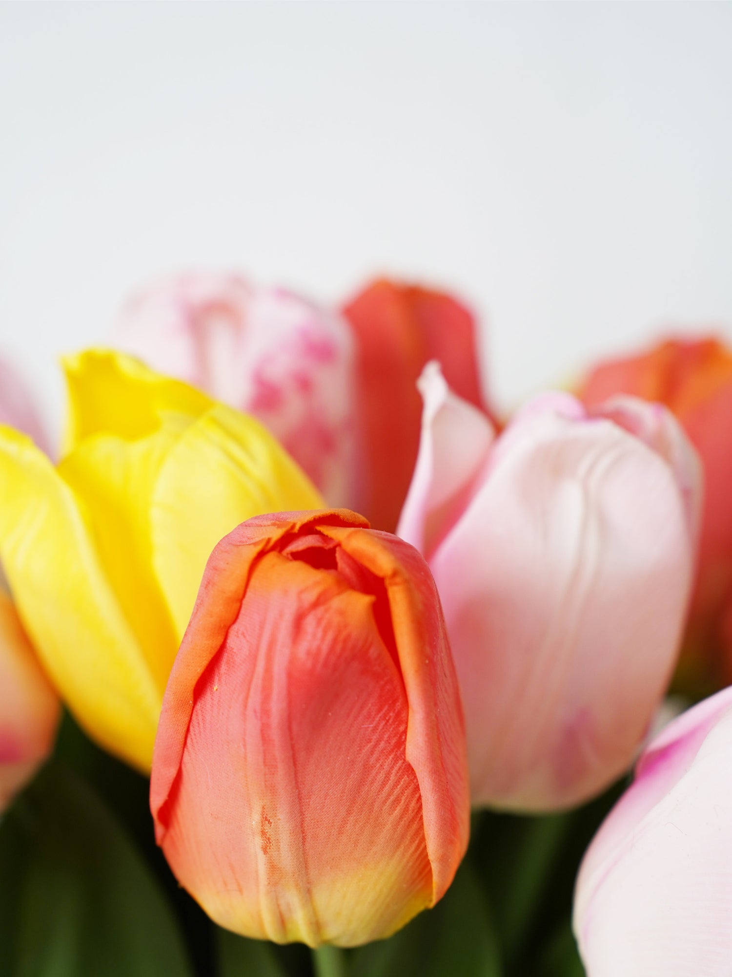 Ramo de tulipanes Amaranton Joyful Bloom 