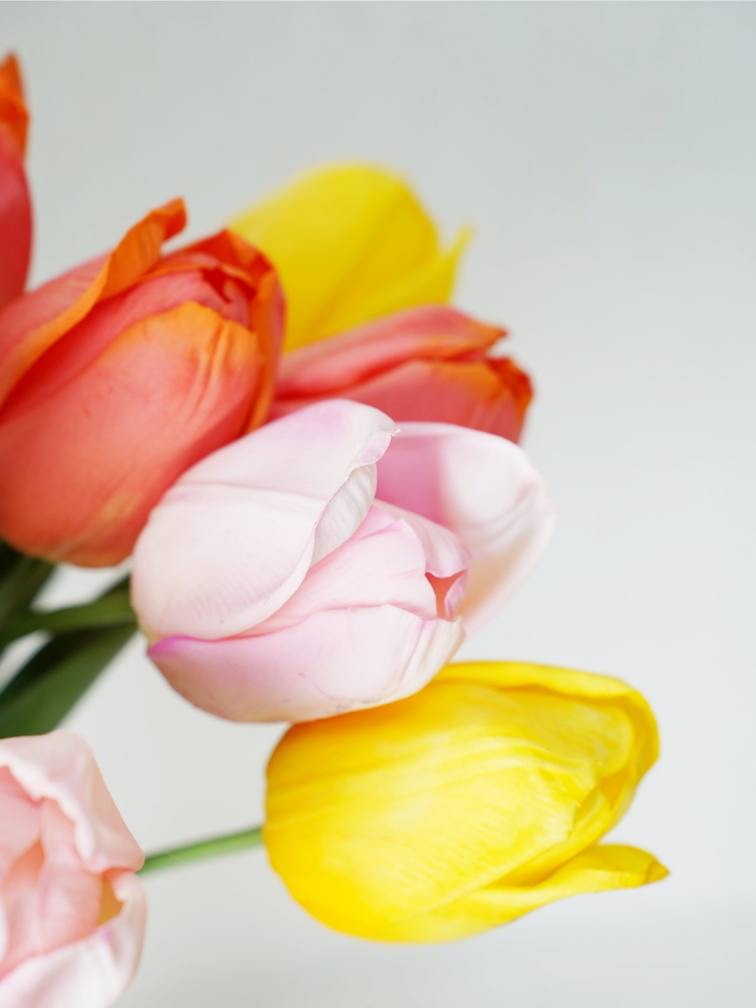 Ramo de tulipanes Amaranton Joyful Bloom 