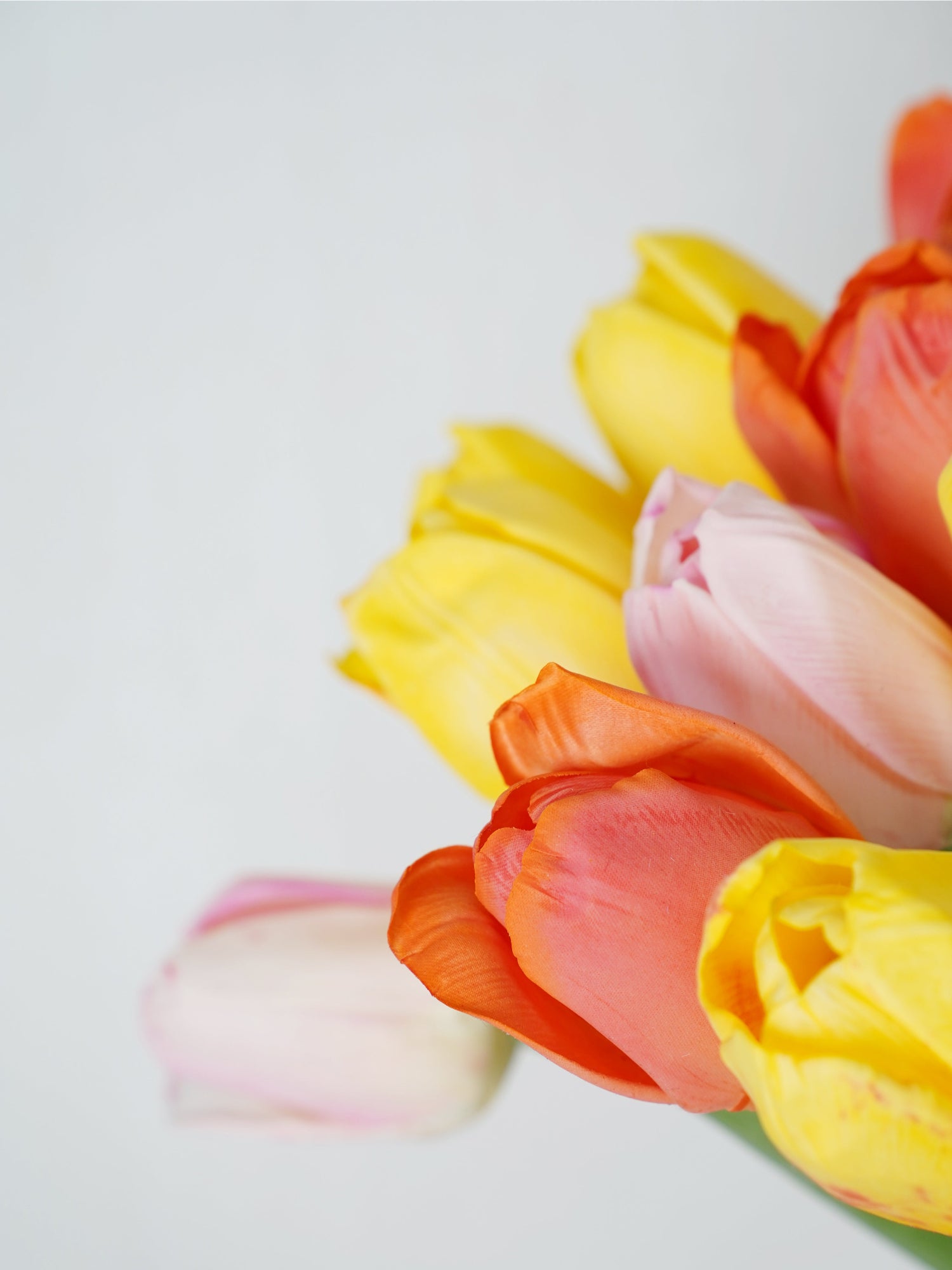 Ramo de tulipanes Amaranton Joyful Bloom 