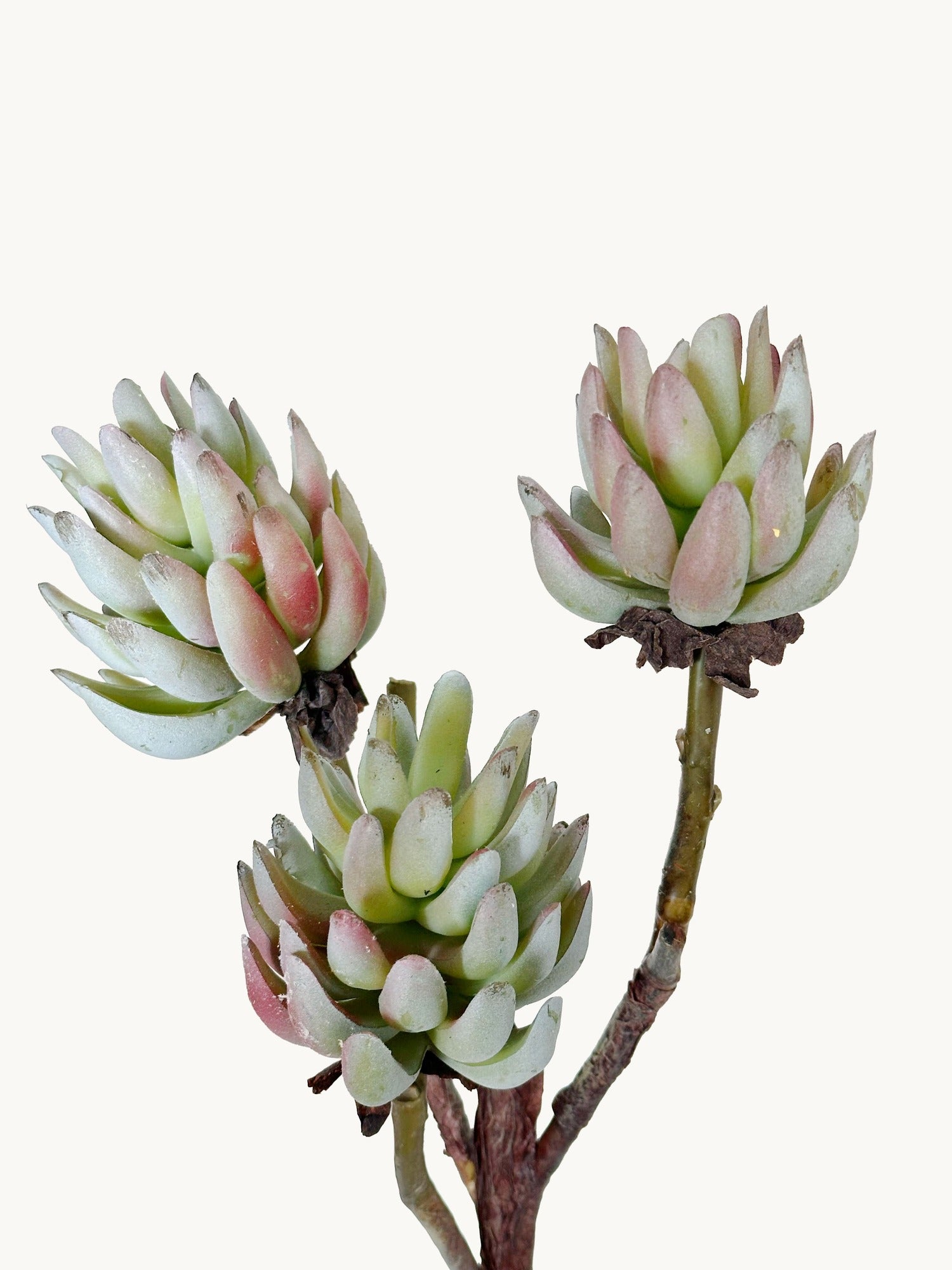 Amaranton 17" Real touch - Suculenta de 3 cabezas - Verde marrón