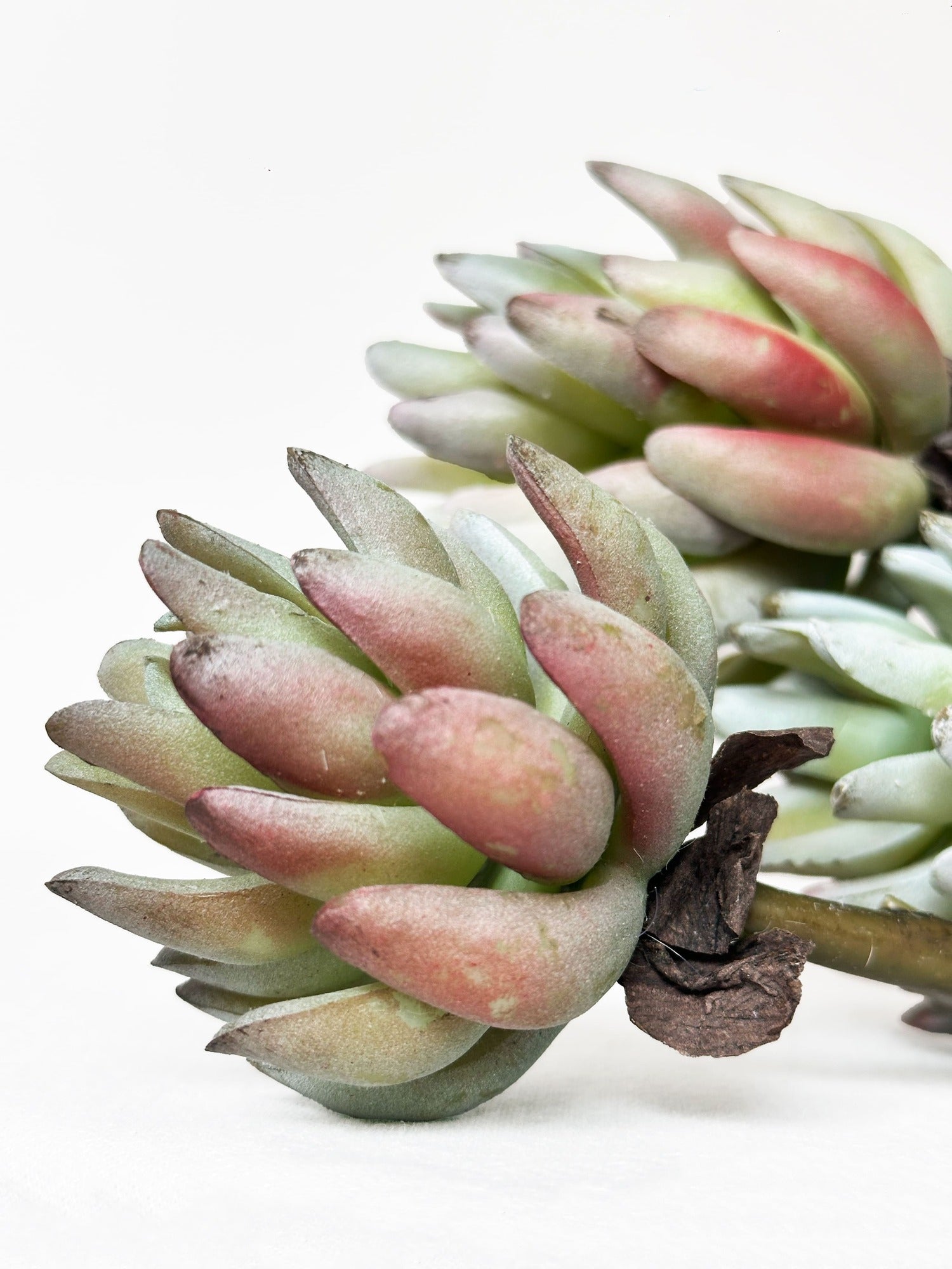 Amaranton 17" Real touch - Suculenta de 3 cabezas - Verde marrón