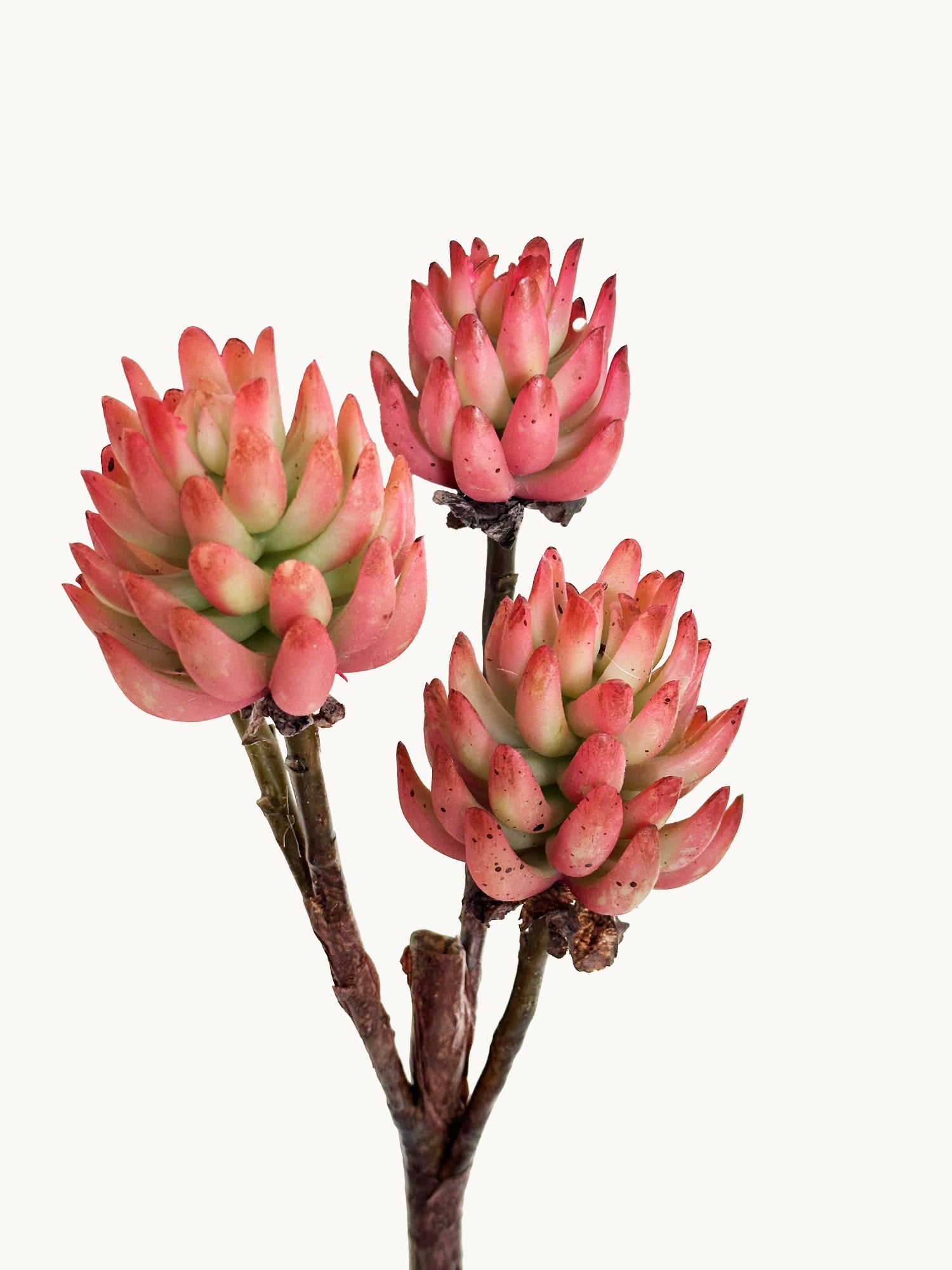 Amaranton 17" Real touch - Suculenta de 3 cabezas - Naranja parduzco