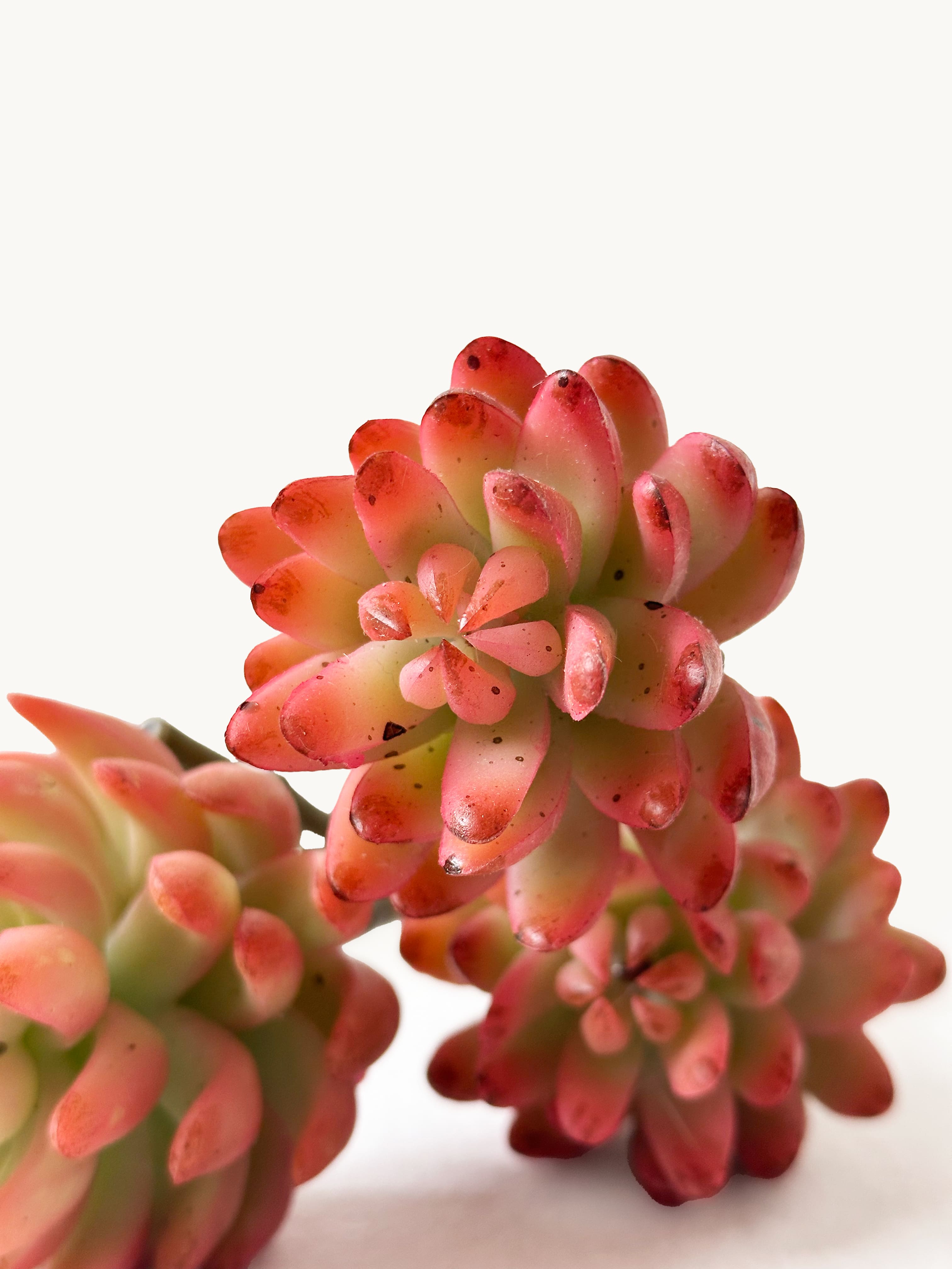 Amaranton 17" Real touch - Suculenta de 3 cabezas - Naranja parduzco