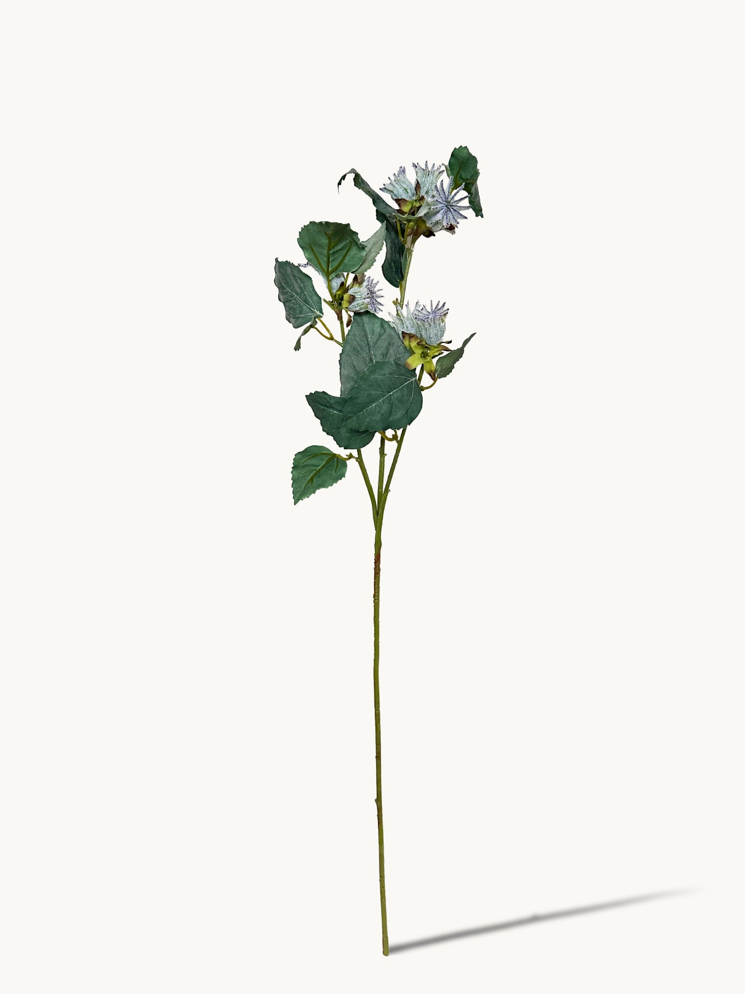 Semillas de Malva Verticillata realista de 30" (Amaranton)