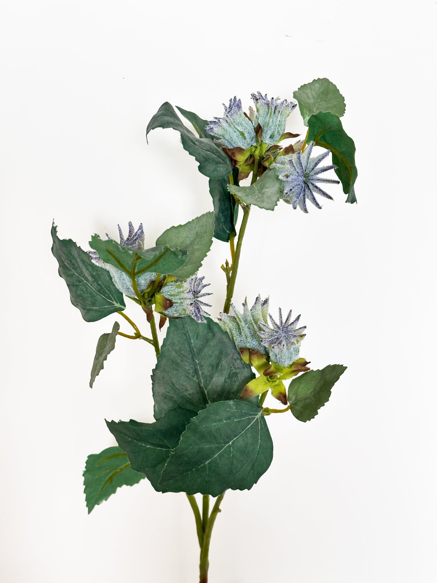 Semillas de Malva Verticillata realista de 30" (Amaranton)