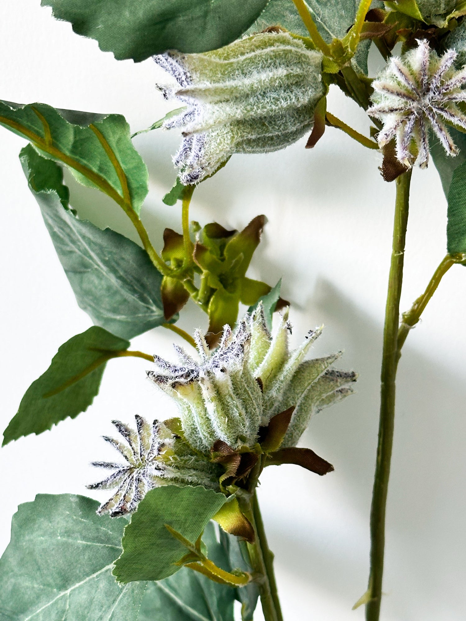 Semillas de Malva Verticillata realista de 30" (Amaranton)