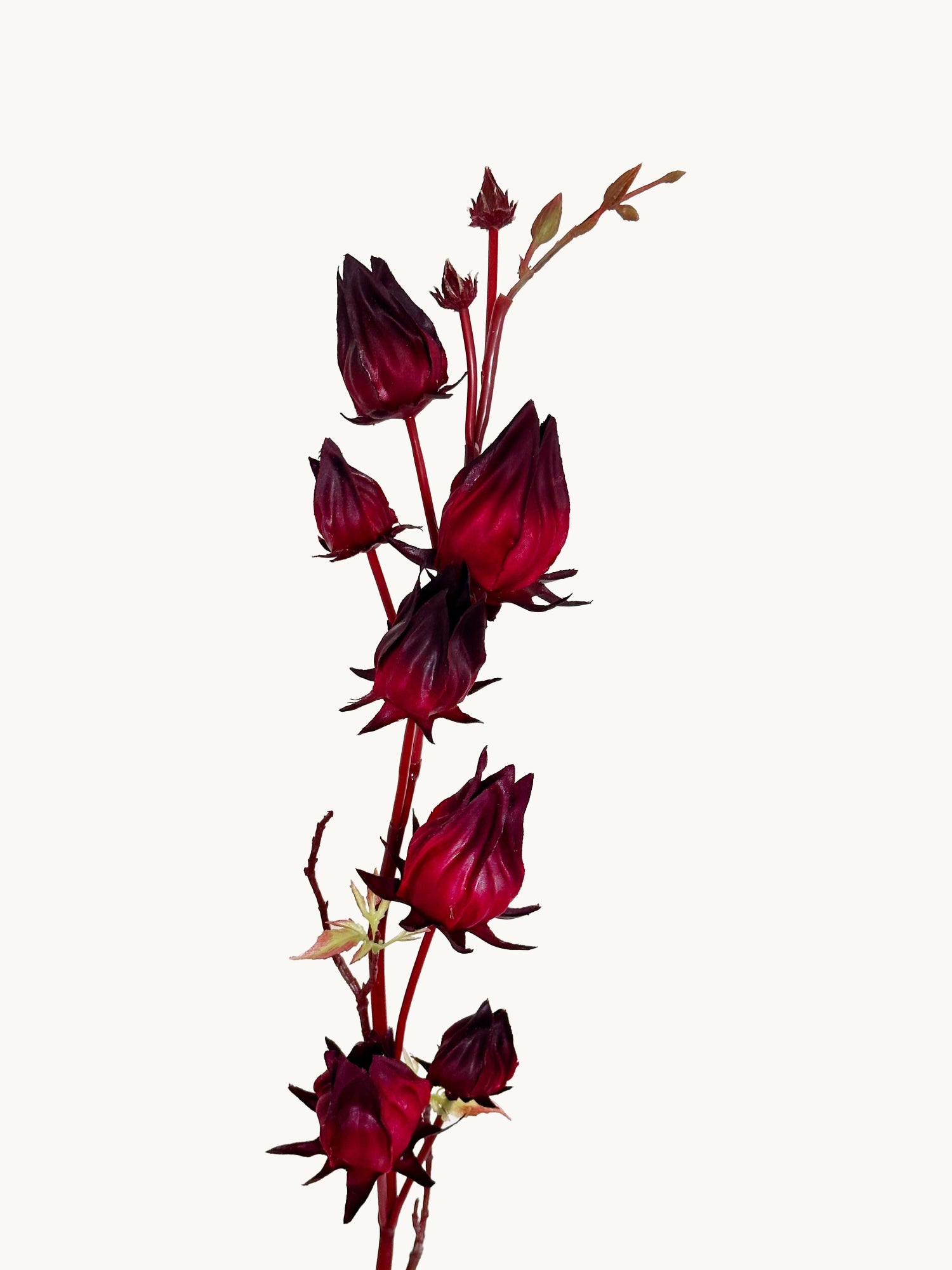 Amaranton 33" Artificial Roselle Fruits 7 Headed