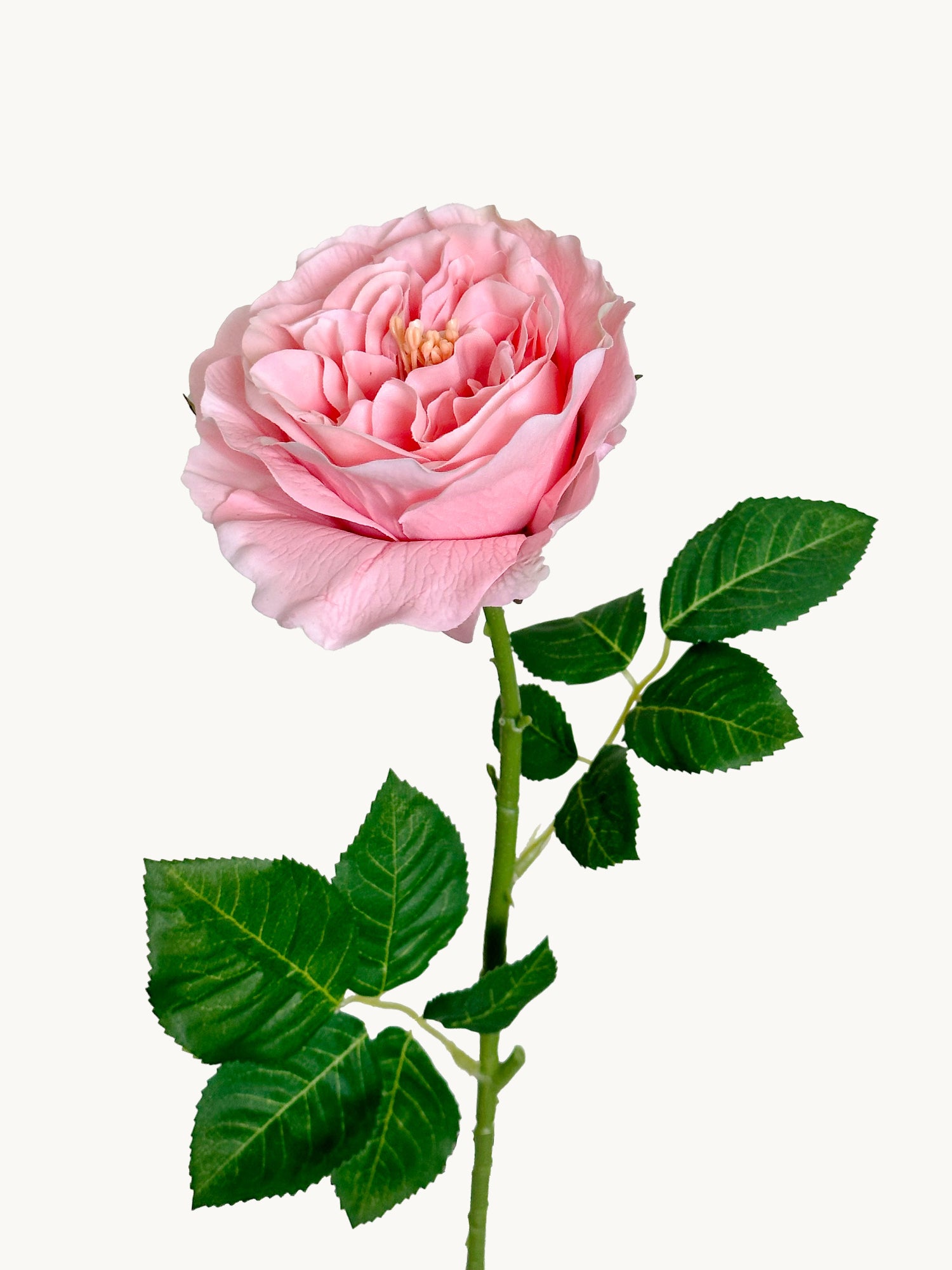 Amaranton 25" Real touch Austin Rose - Melocotón