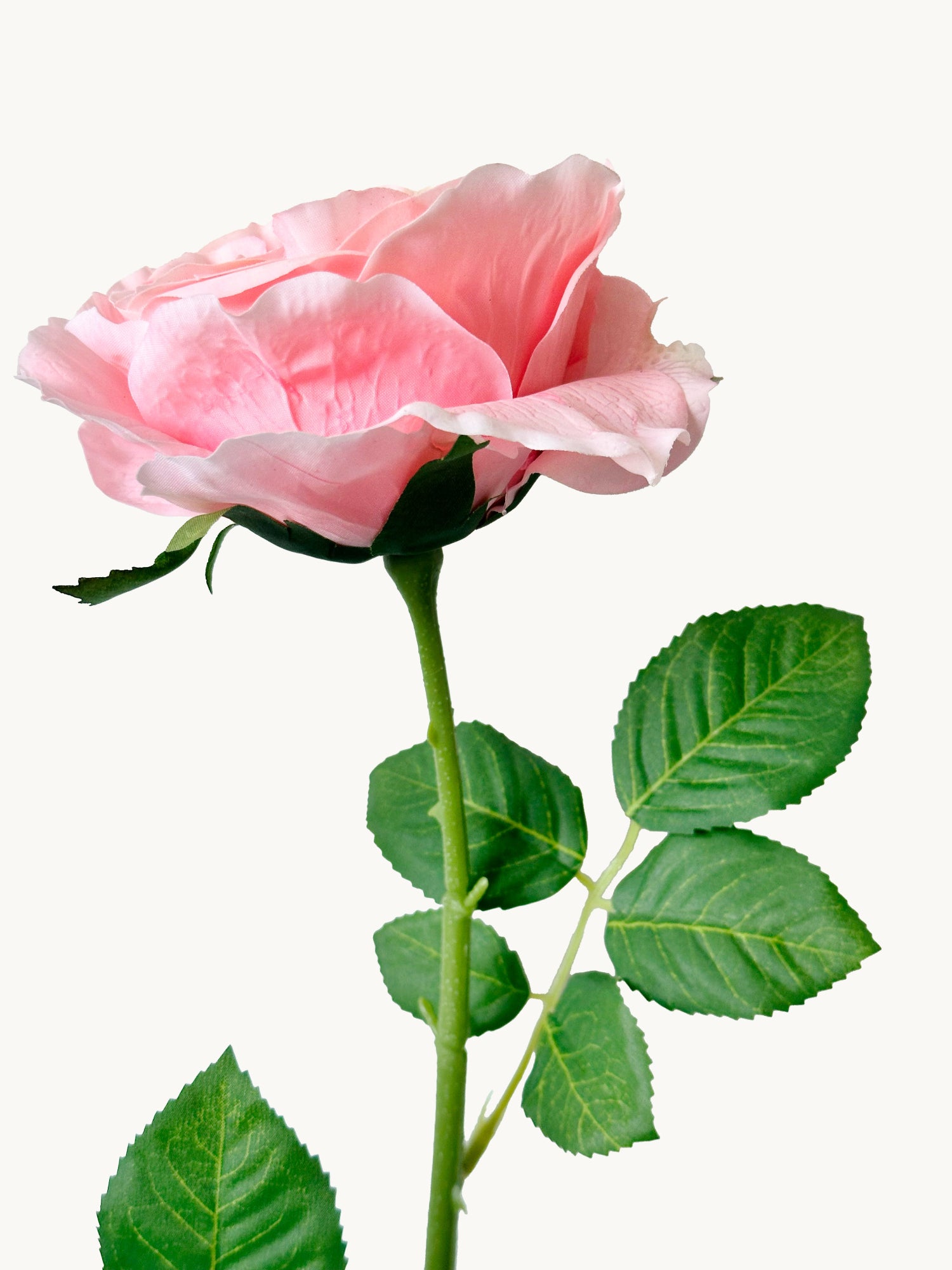 Amaranton 25" Real touch Austin Rose - Melocotón