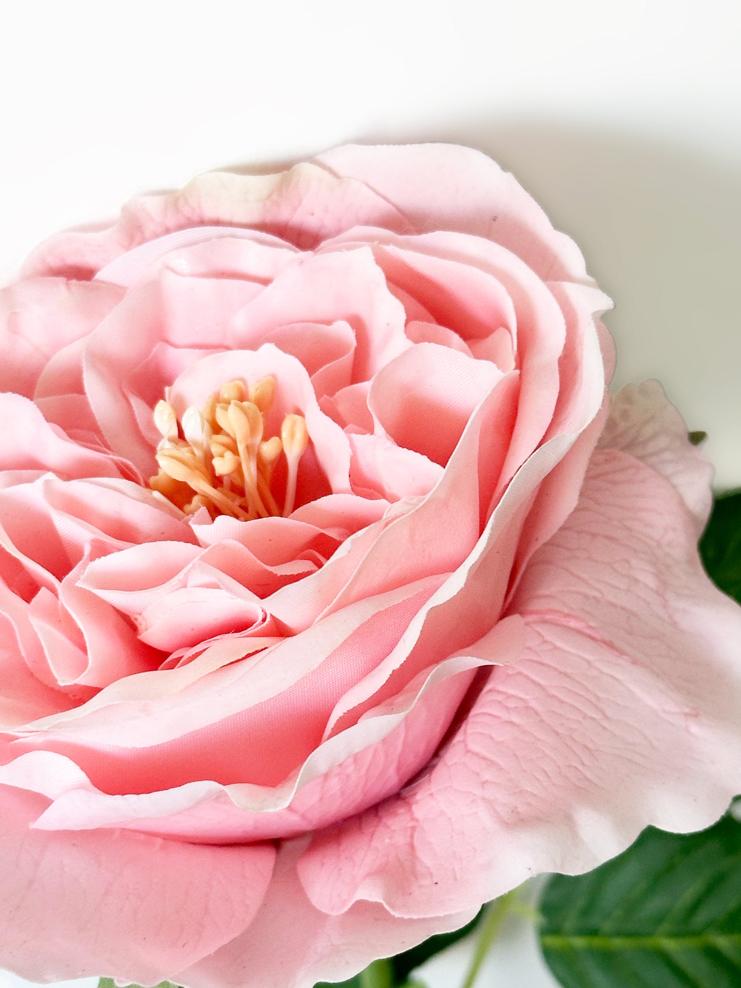 Amaranton 25" Real touch Austin Rose - Melocotón