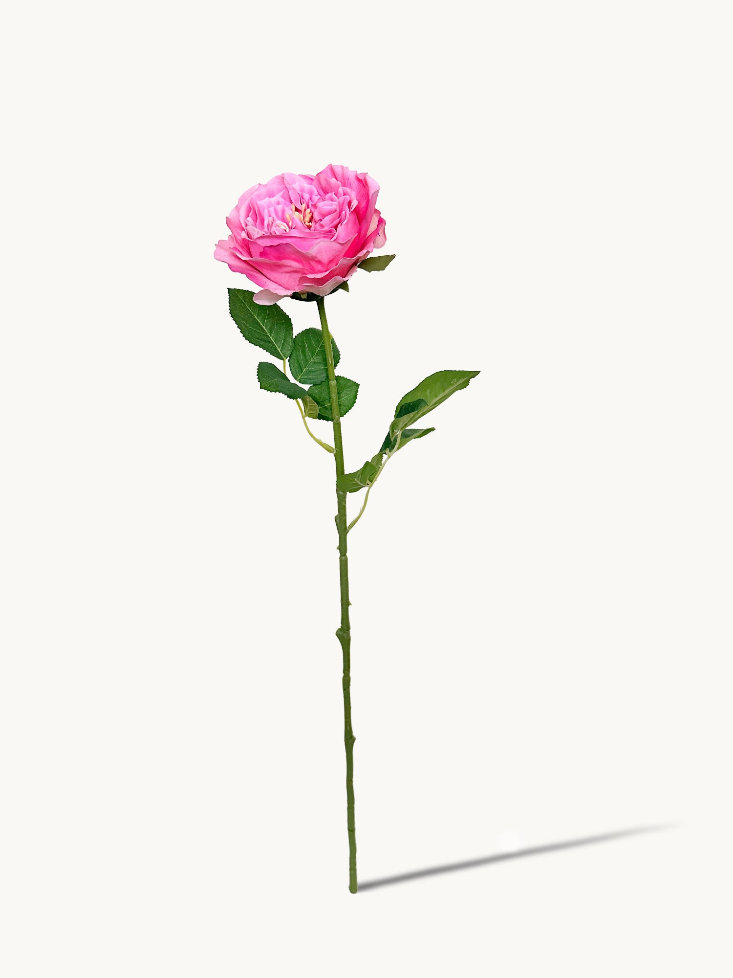 Amaranton 25" Real touch Austin Rose - Fucsia