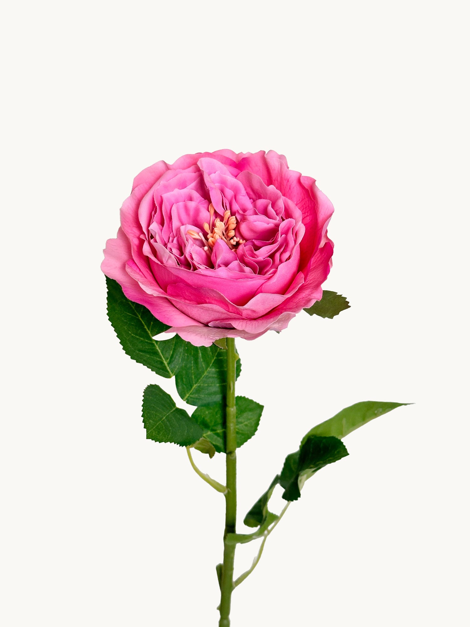 Amaranton 25" Real touch Austin Rose - Fucsia