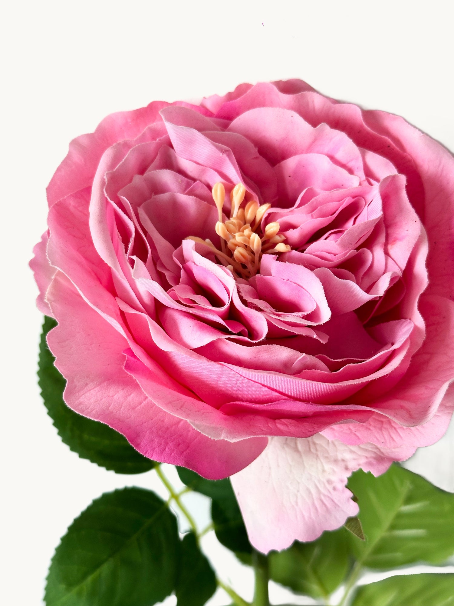 Amaranton 25" Real touch Austin Rose - Fucsia