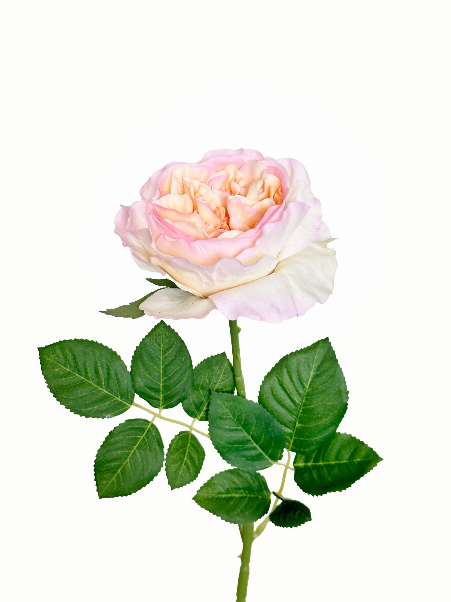 Amaranton 25" Real touch Austin Rose - Rosa salmón