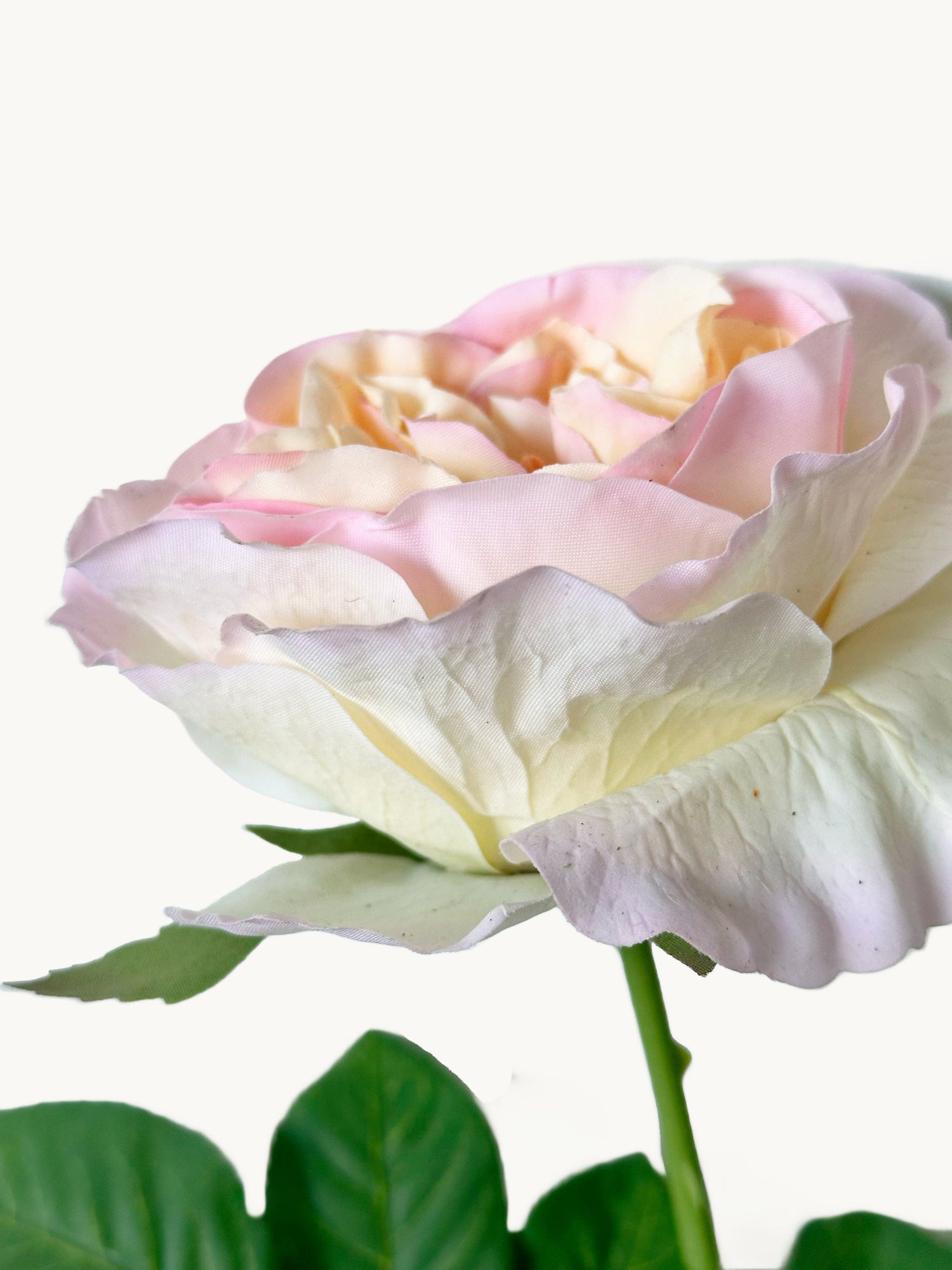 Amaranton 25" Real touch Austin Rose - Rosa salmón