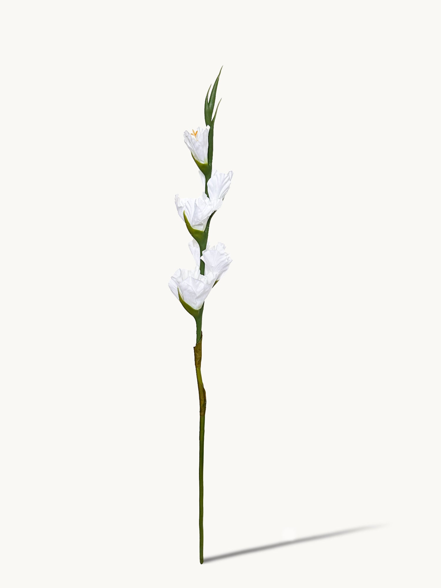 Amaranton 34" Real touch 5 - Gladiolo Bloom - Blanco 