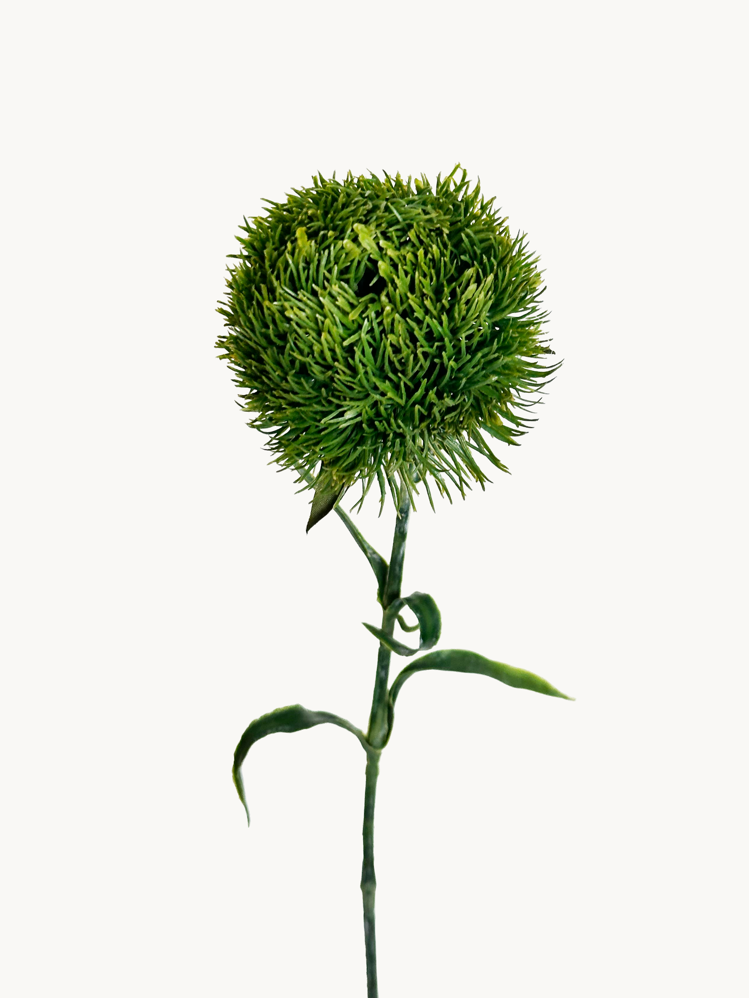 Amaranton 13" Flor de clavel realista - Verde oscuro