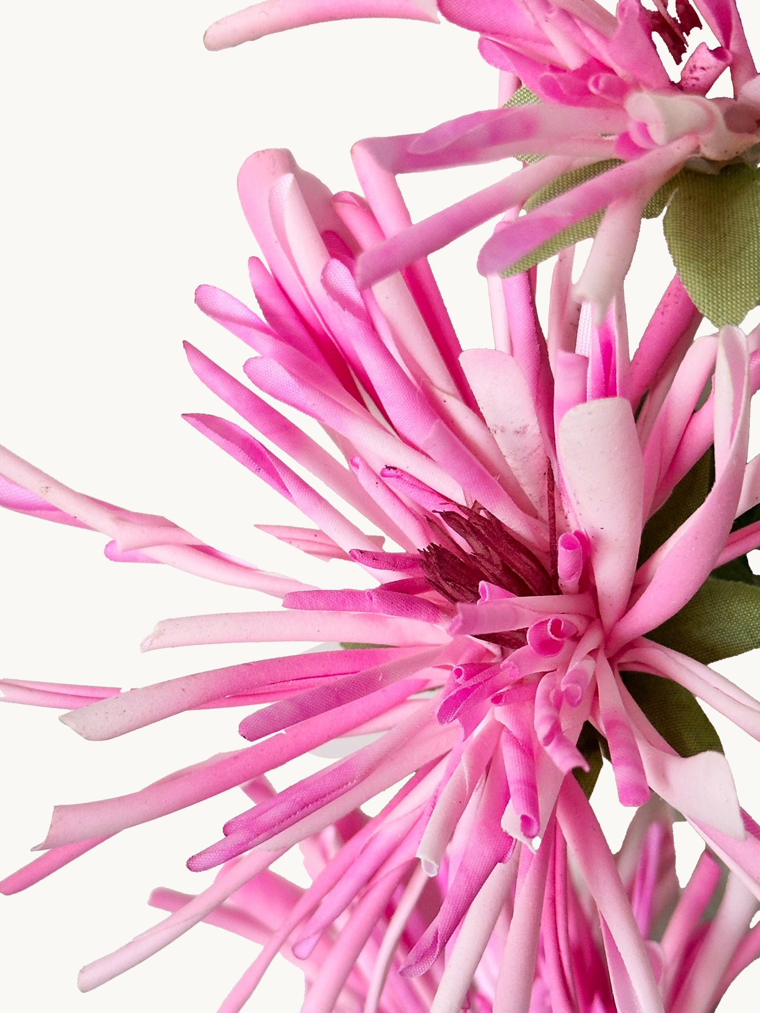 Amaranton 32" Realistic 3 - Crisantemo Araña Bloom - Rosa