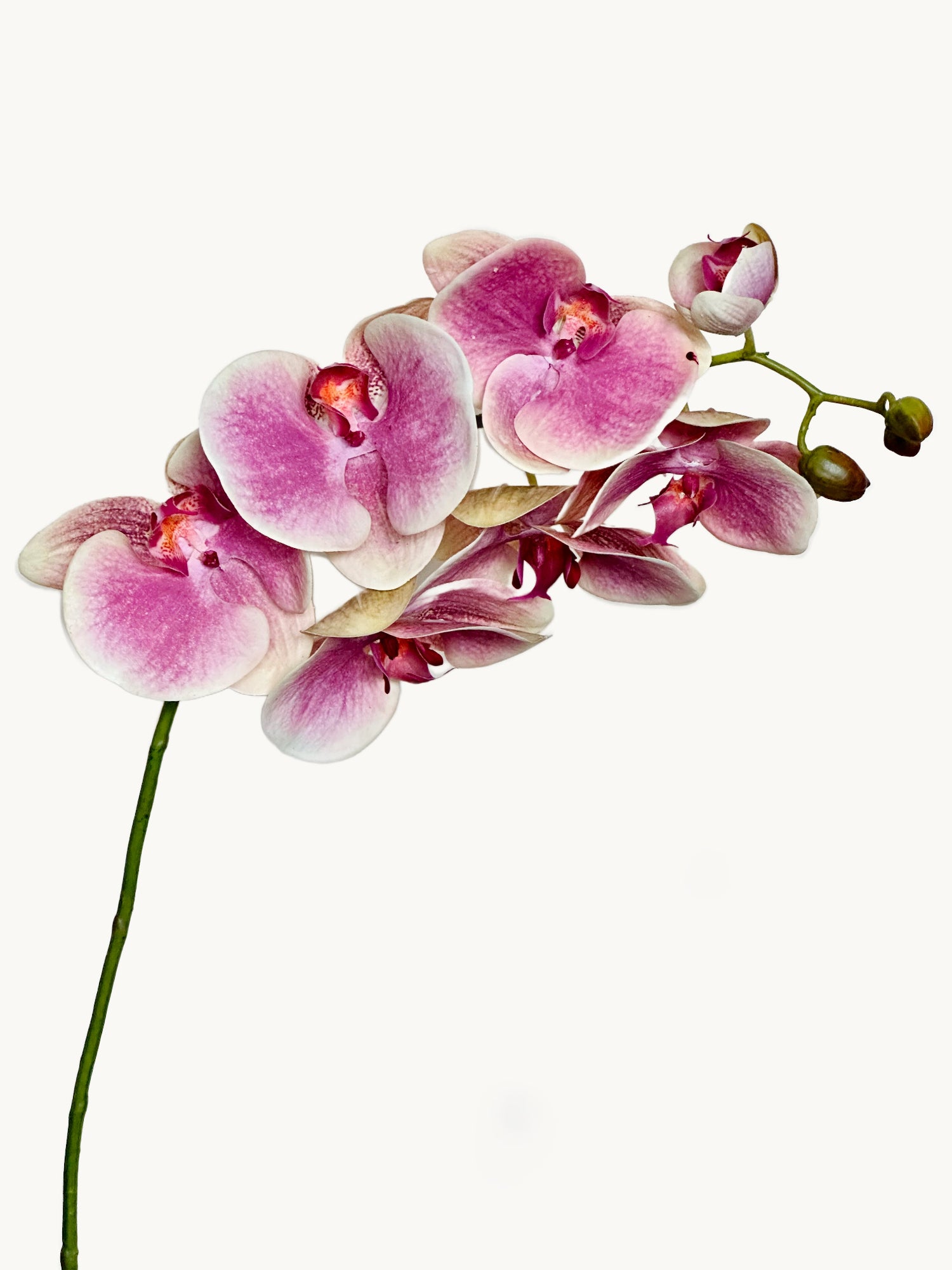Orquídea polilla Amaranton de 99 cm con tacto real, 6 flores y 1 capullo, color rosa