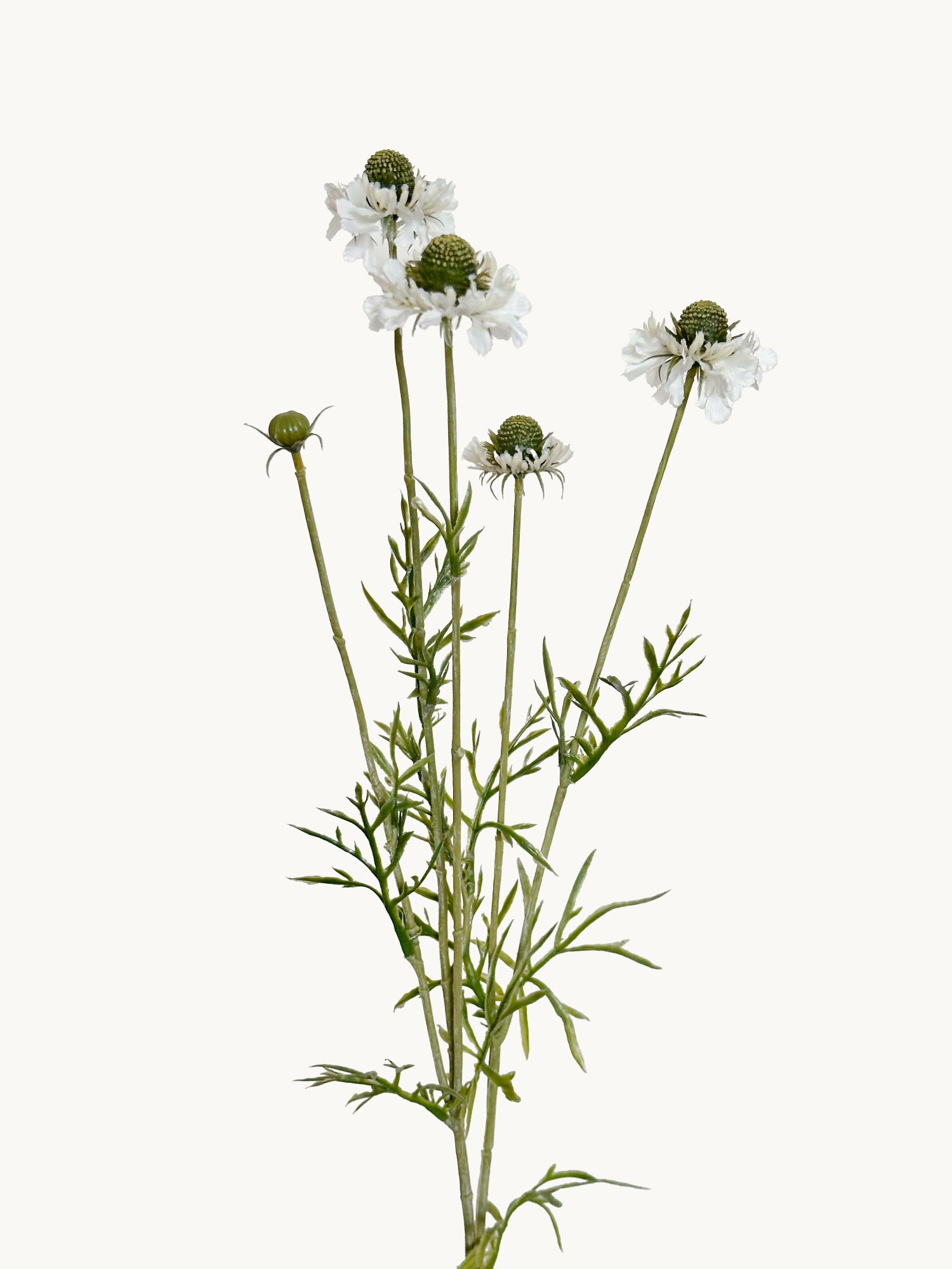 Amaranton™ 29" Realistica™ Scabiosa with 5 Blooms and 1 Bud - White