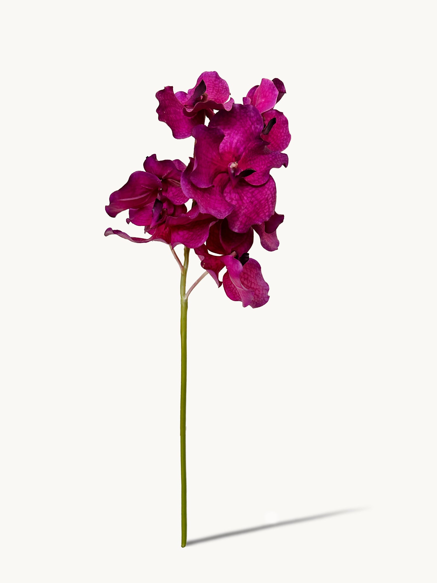 Orquídea Vanda Amaranton de 24" con tacto real - Morado rojizo