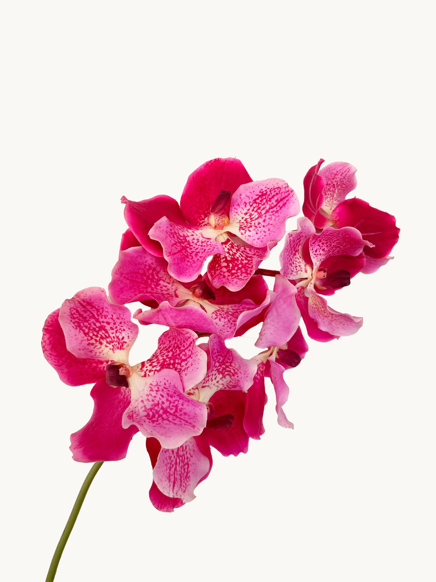 Orquídea Vanda Amaranton de 24" con tacto real - Fucsia