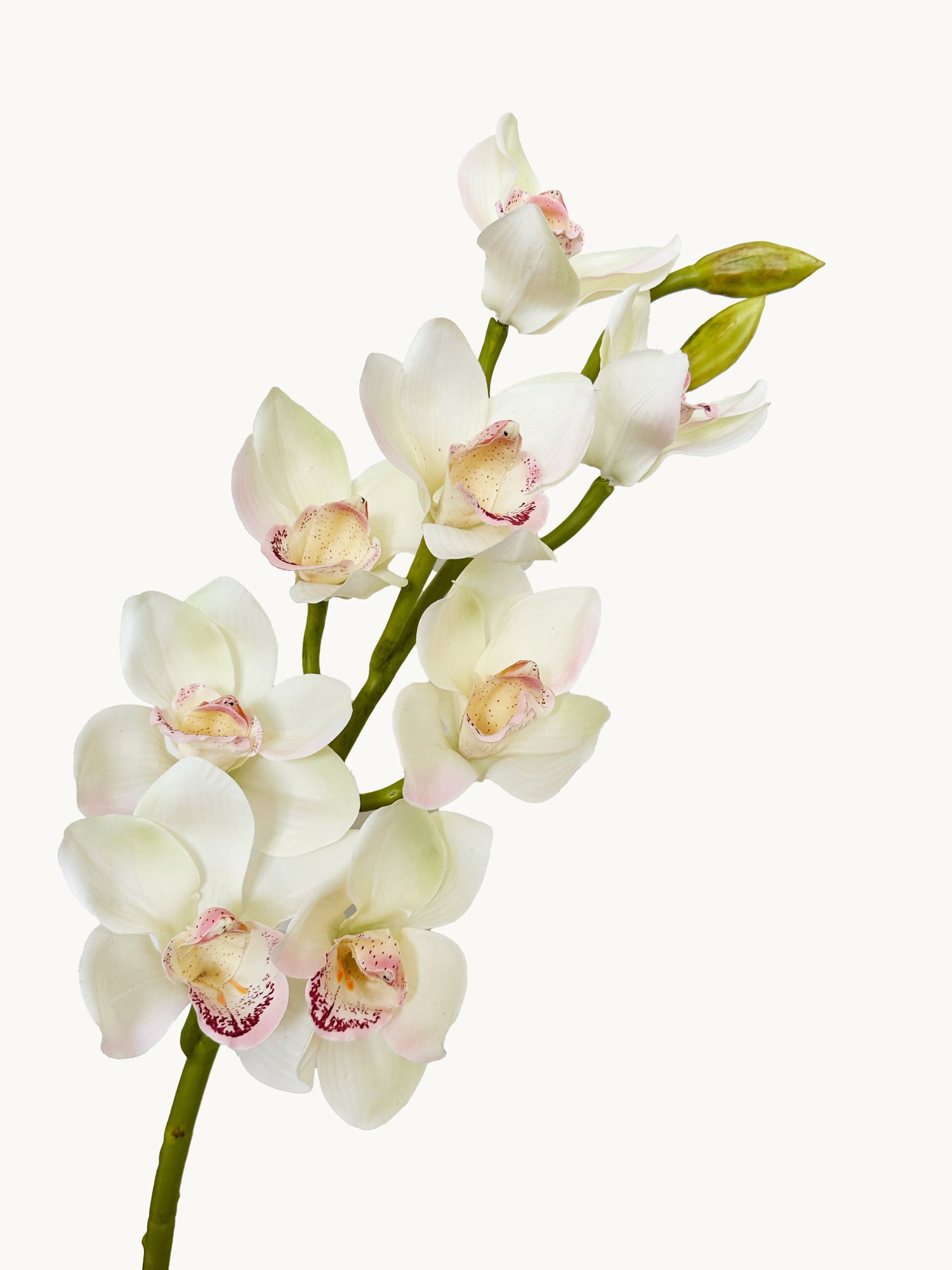 Amaranton 32" Real touch 10 - Orquídea Cymbidium Bloom - Blanco Crema