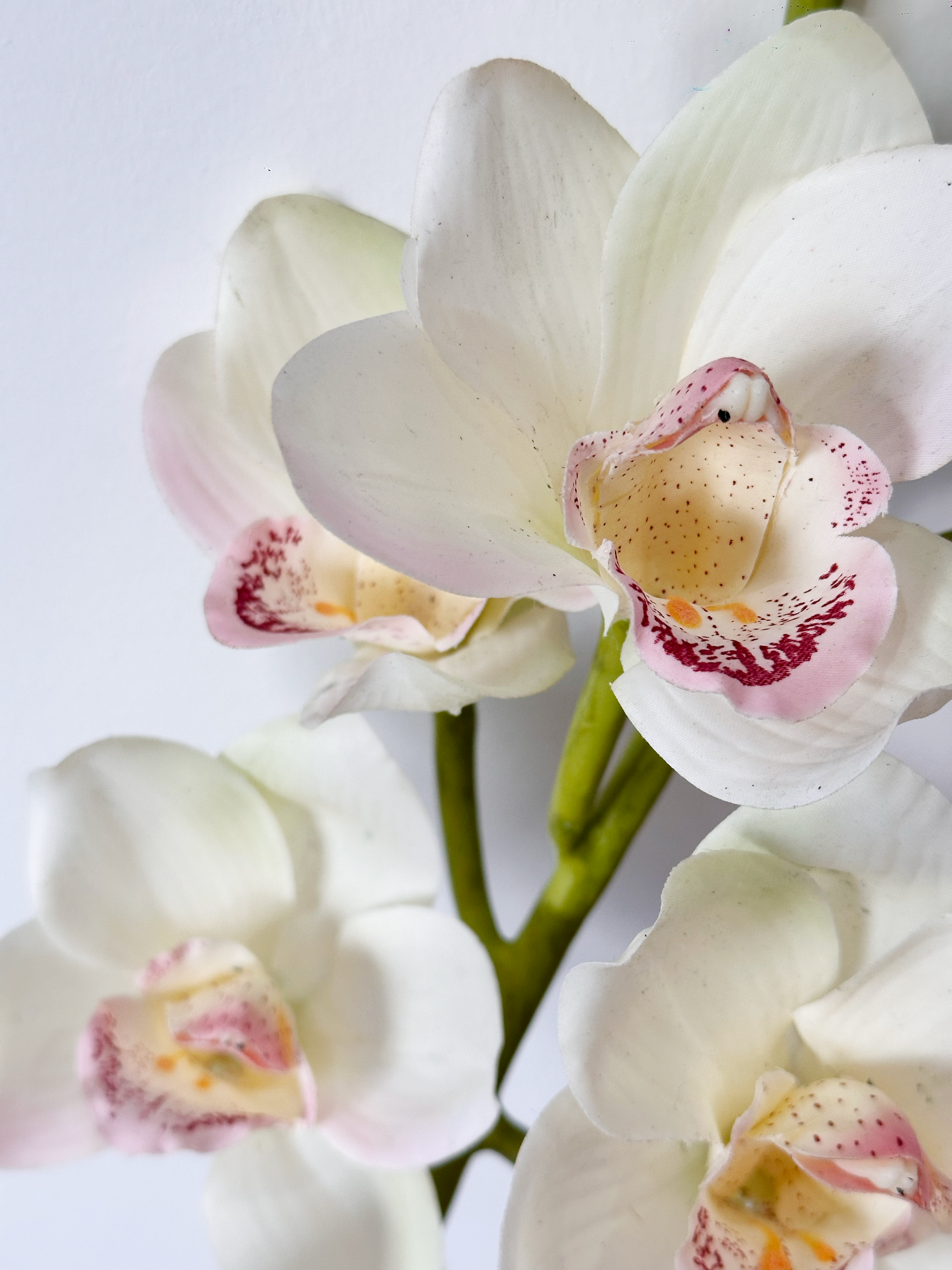 Amaranton 32" Real touch 10 - Orquídea Cymbidium Bloom - Blanco Crema