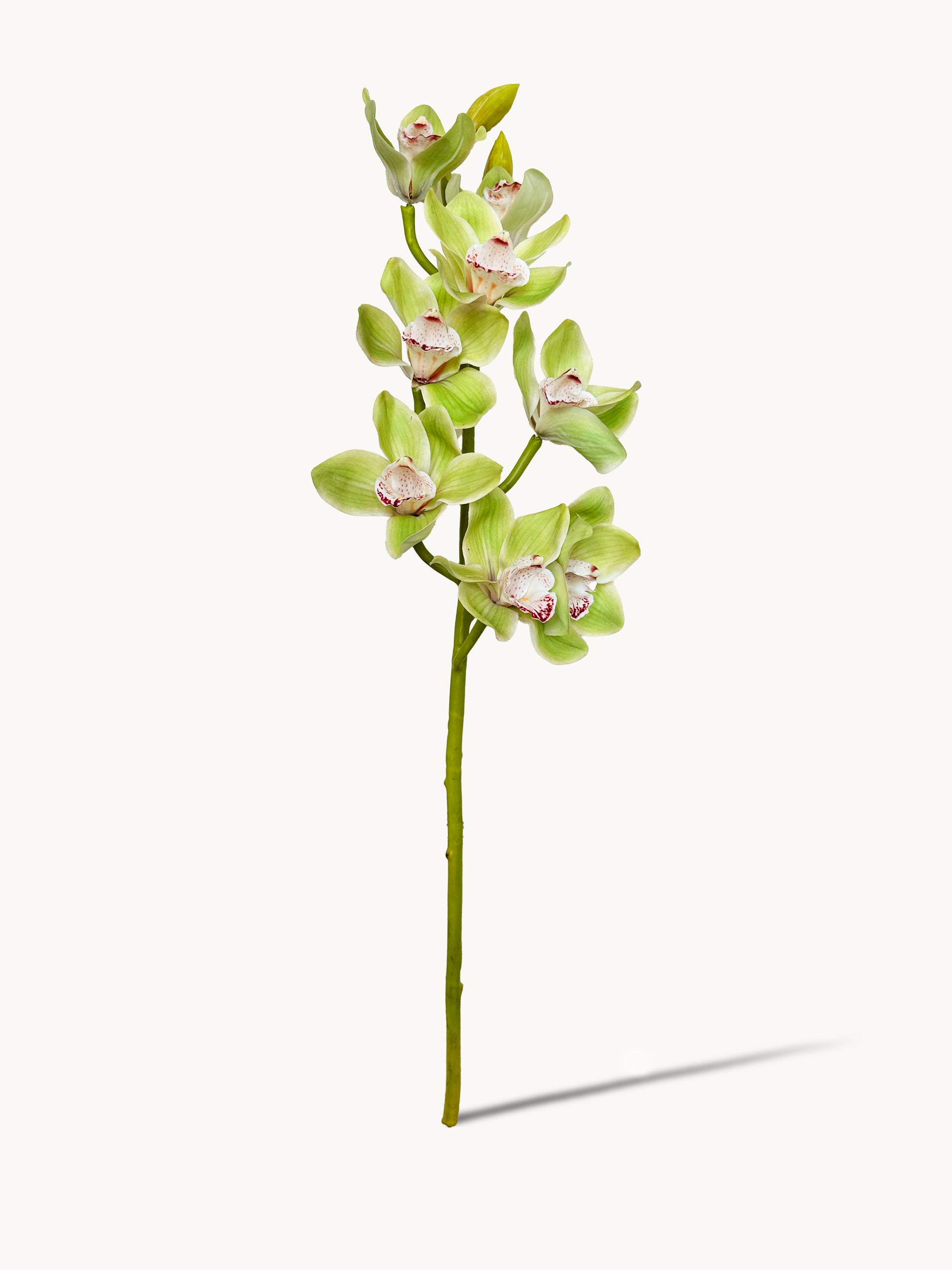 Artificial green orchid stem on a white background