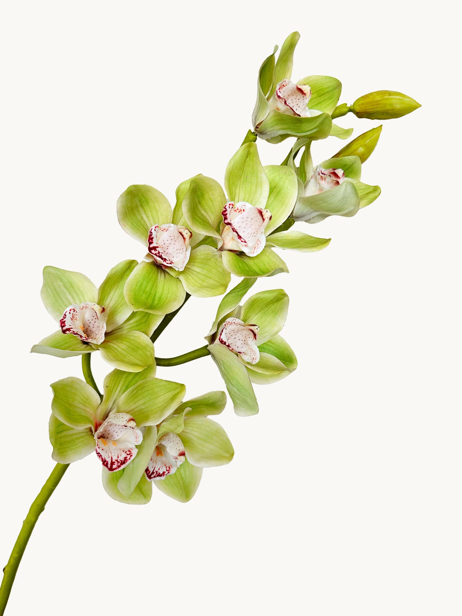 Orquídea Cymbidium Amaranton de 81 cm con tacto real - Verde