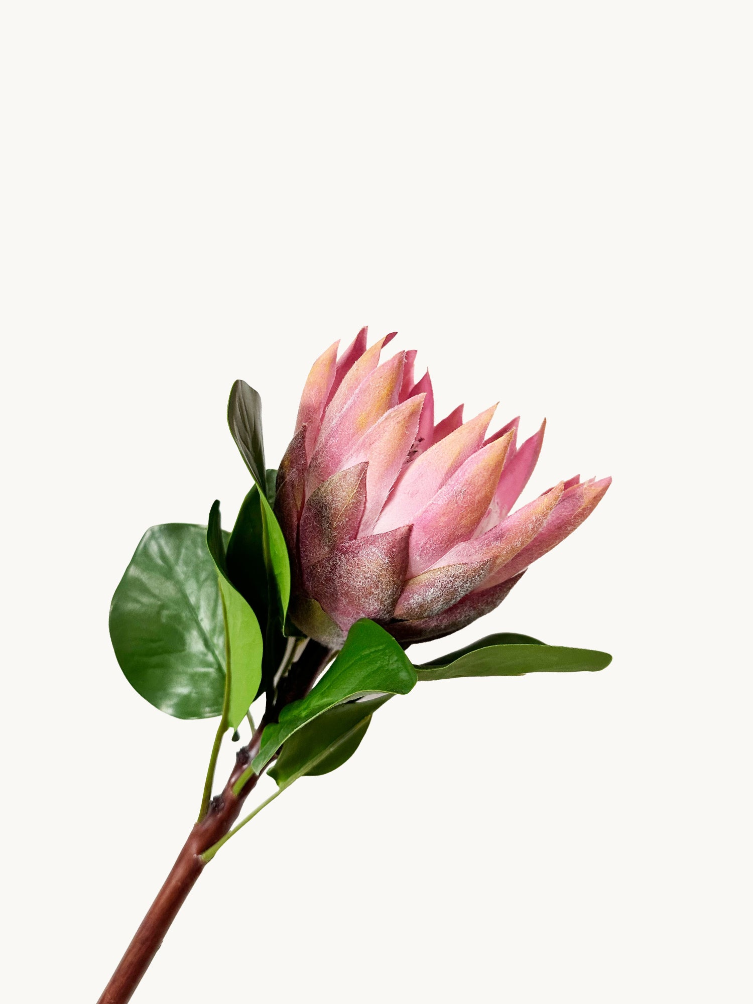 Amaranton 26" Protea realista rosa rey - Flor