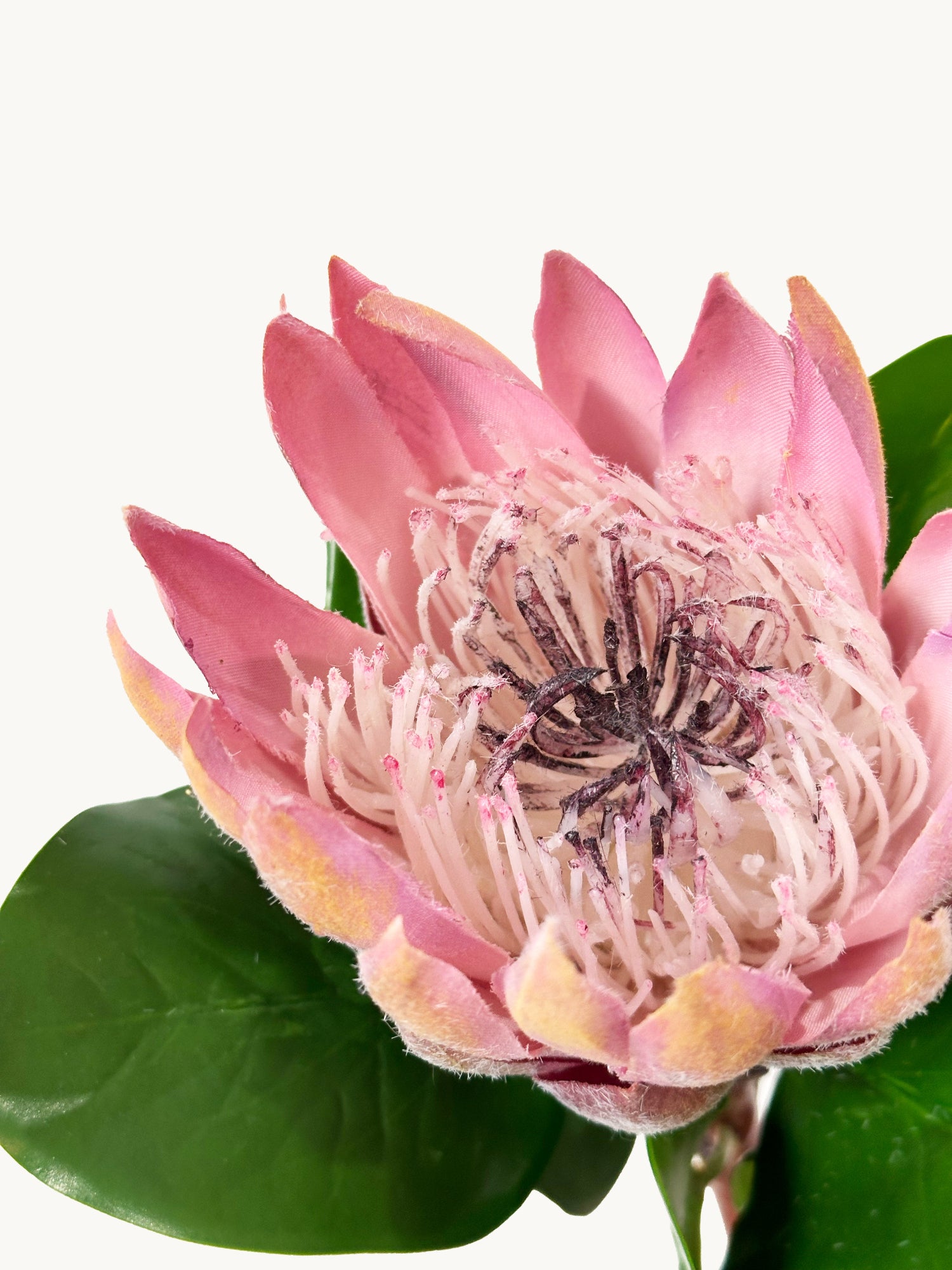 Amaranton 26" Protea realista rosa rey - Flor