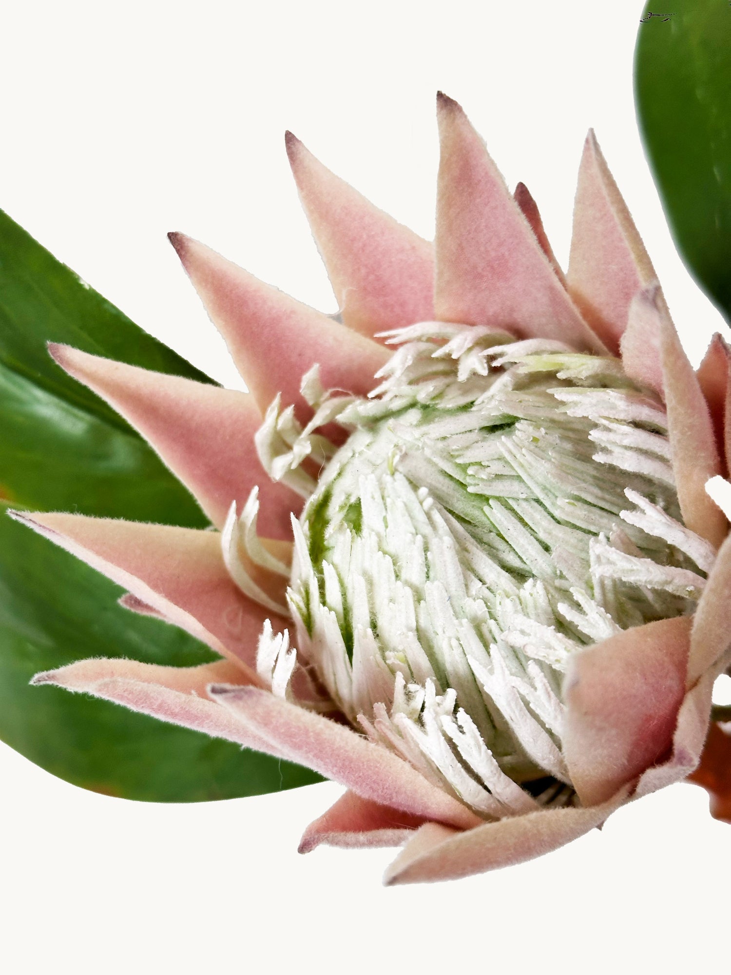 Amaranton 22" Real Touch King Protea – Media floración