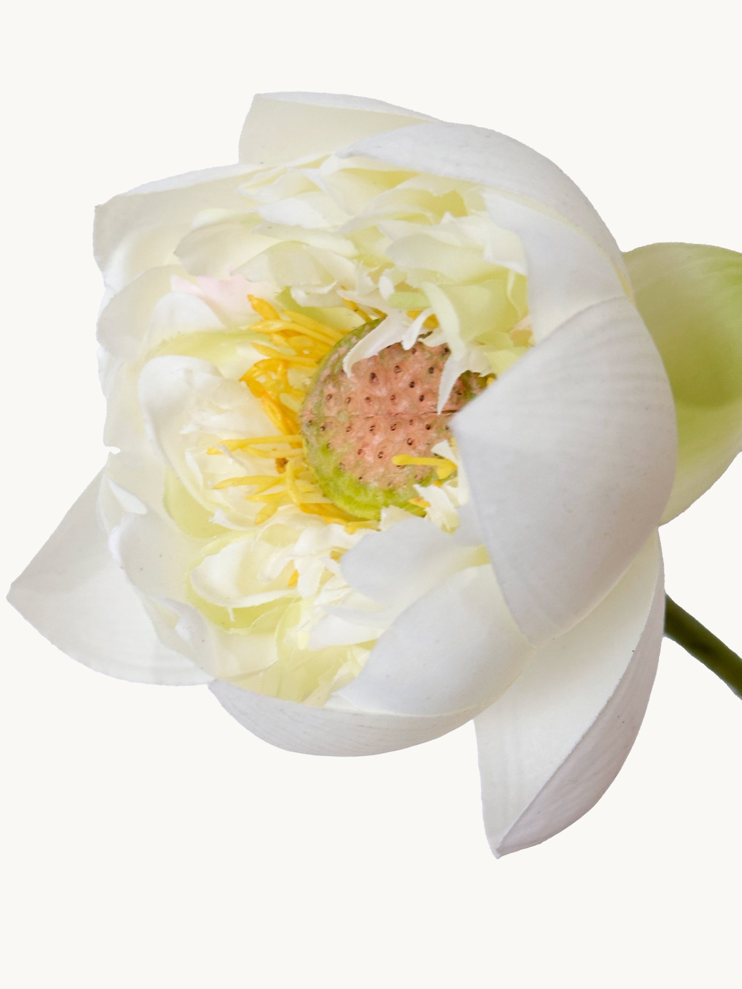 Amaranton 26" Flor de loto de tacto real - Blanco