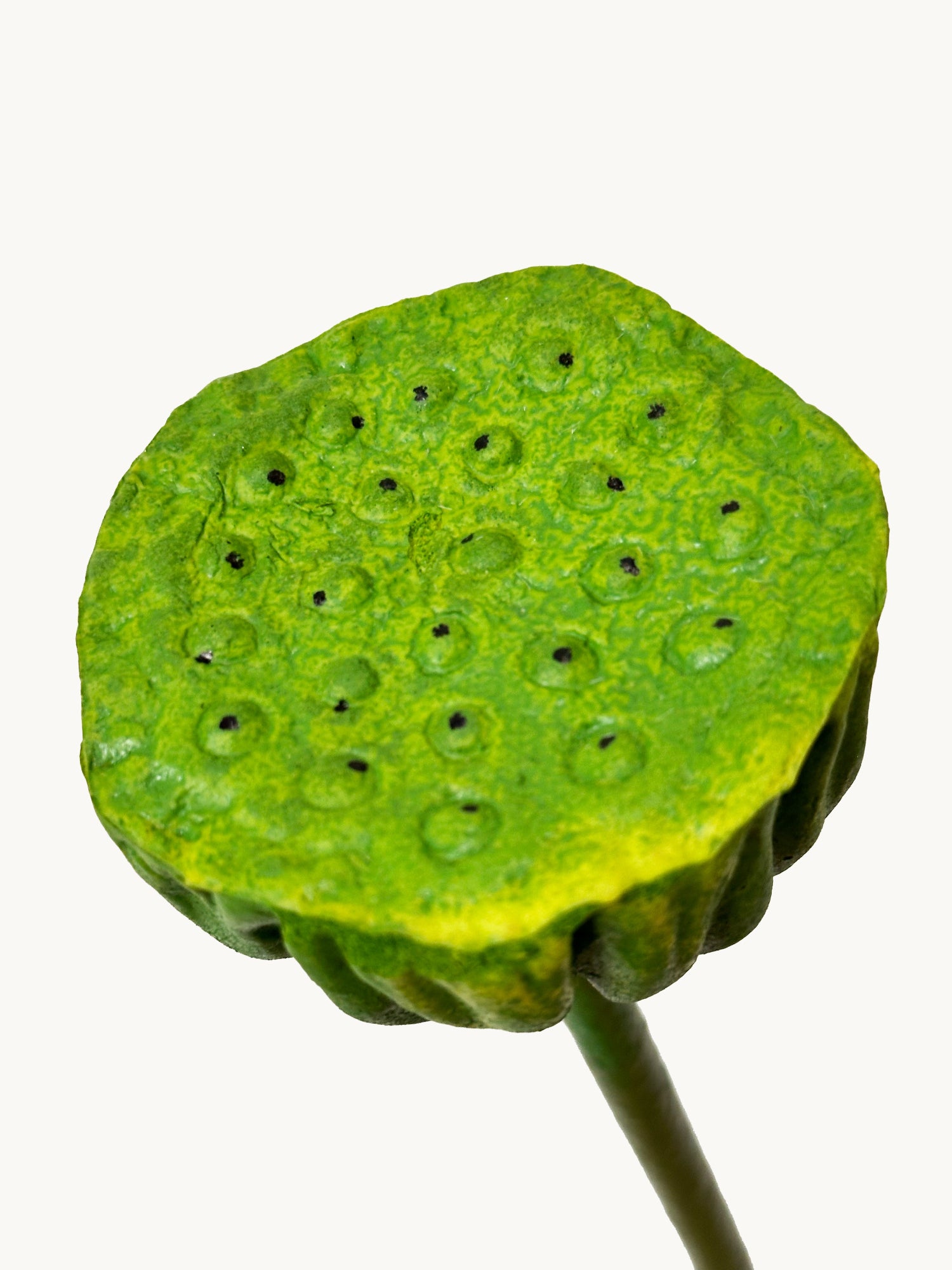 Vaina de loto artificial Amaranton de 73 cm - Verde