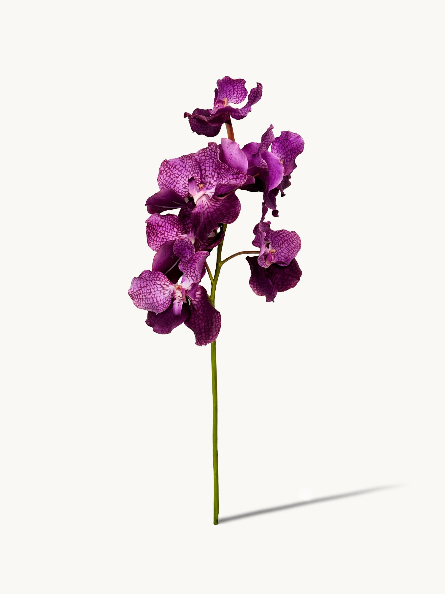 Orquídea Vanda Amaranton de 24" con tacto real - Morada
