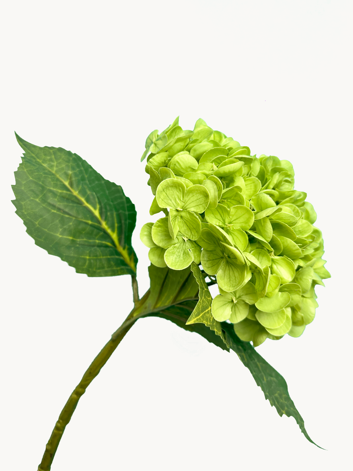 Hortensia Amaranton de 21" con tacto real - Verde