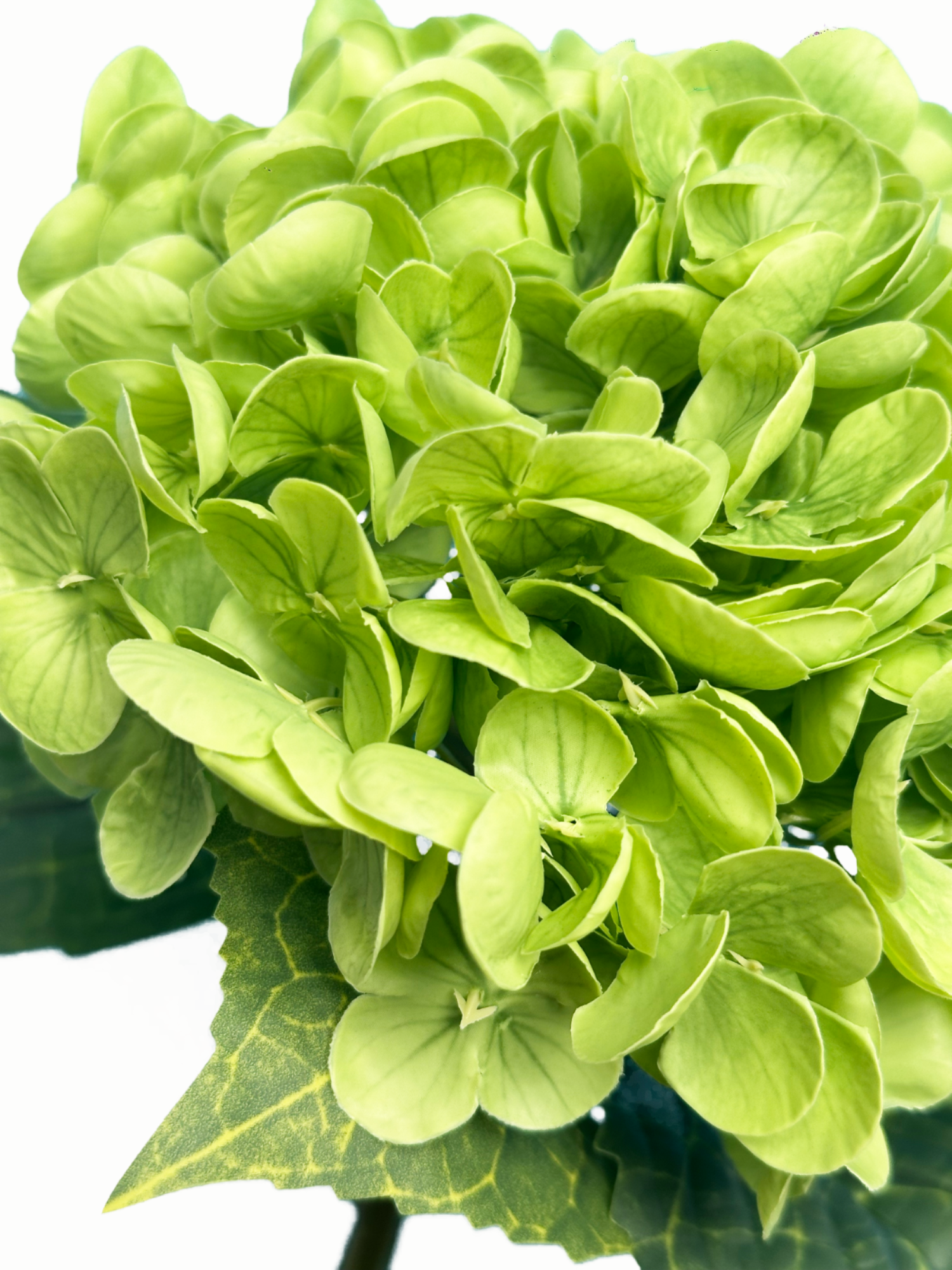 Hortensia Amaranton de 21" con tacto real - Verde