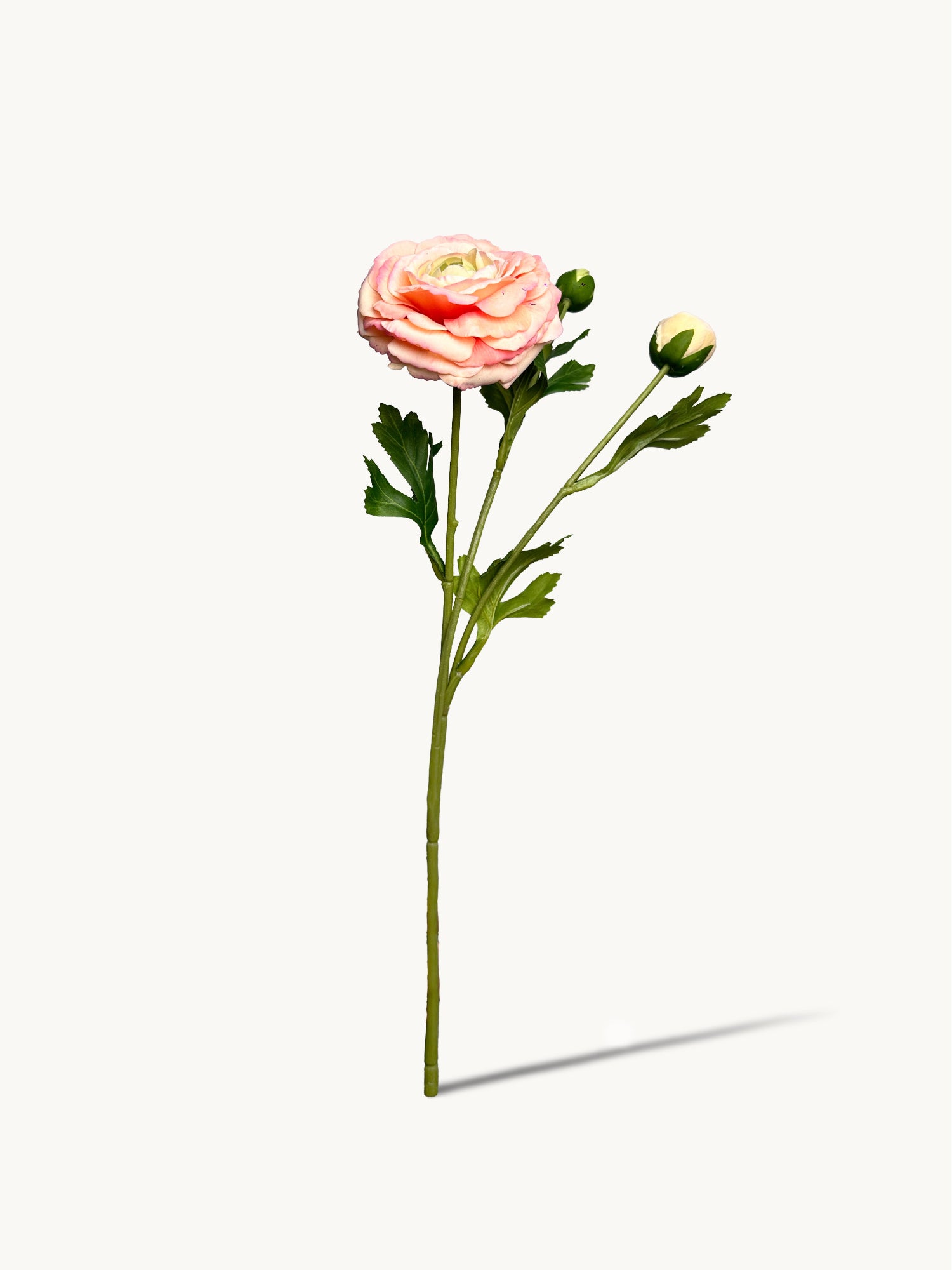 Amaranton™ 19" RealTouch™ Ranunculus Spray with 1 Bloom and 2 Buds - Champagne