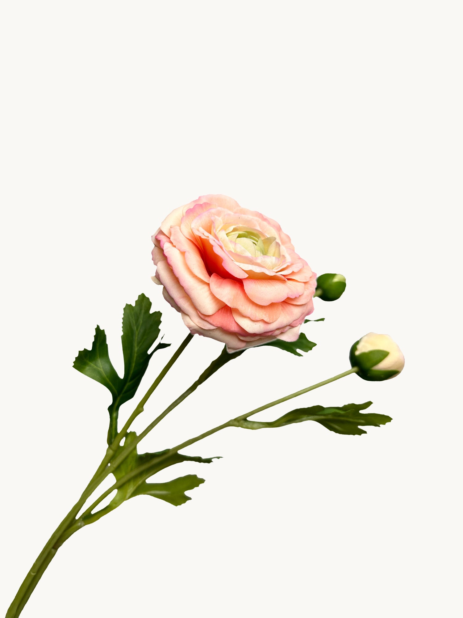 Amaranton™ 19" RealTouch™ Ranunculus Spray with 1 Bloom and 2 Buds - Champagne