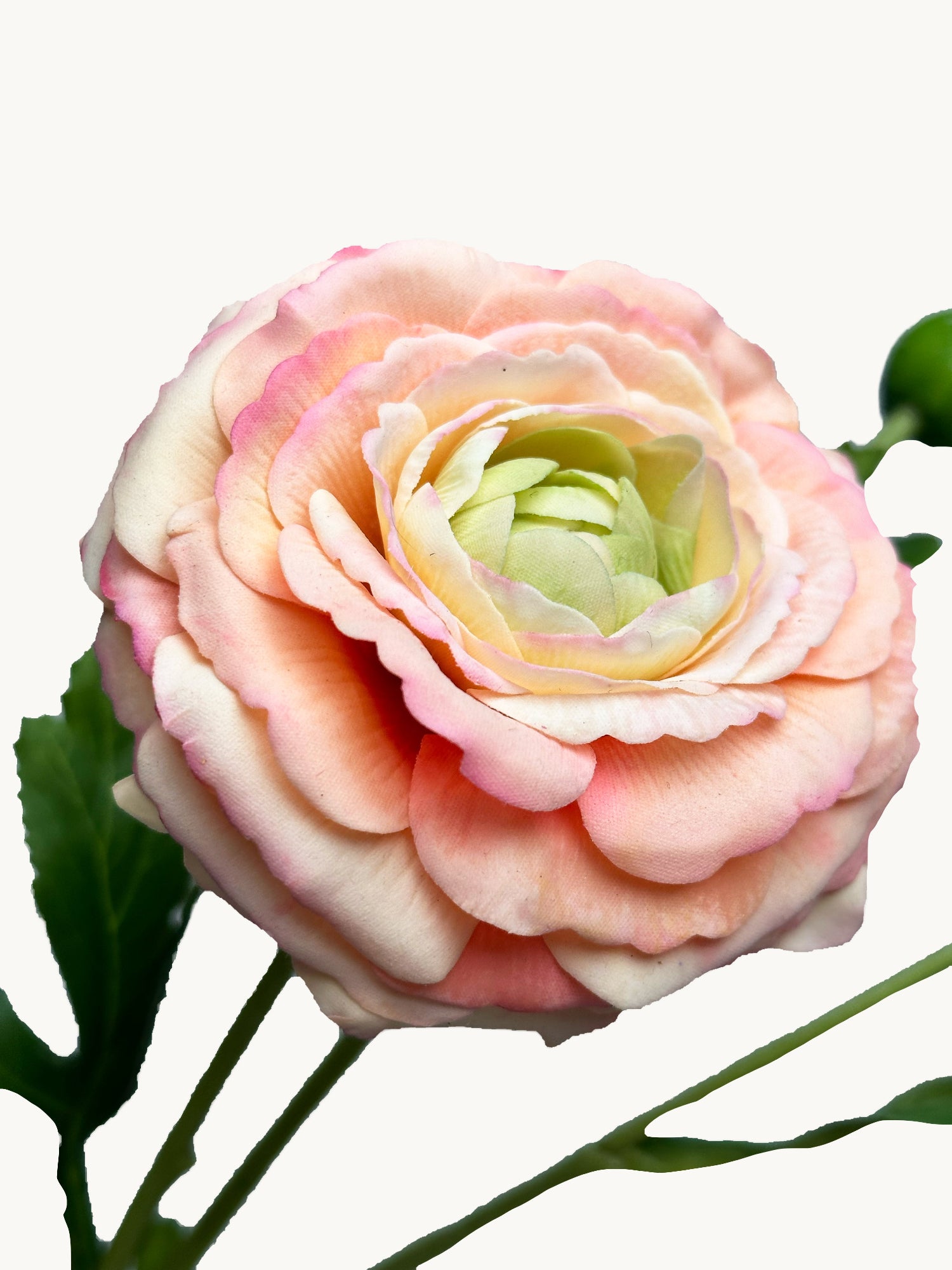 Amaranton™ 19" RealTouch™ Ranunculus Spray with 1 Bloom and 2 Buds - Champagne