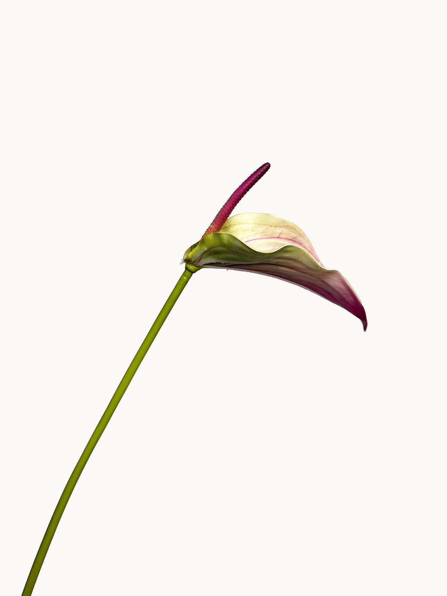 Anturio realista Amaranton de 71 cm con espádice - Morado