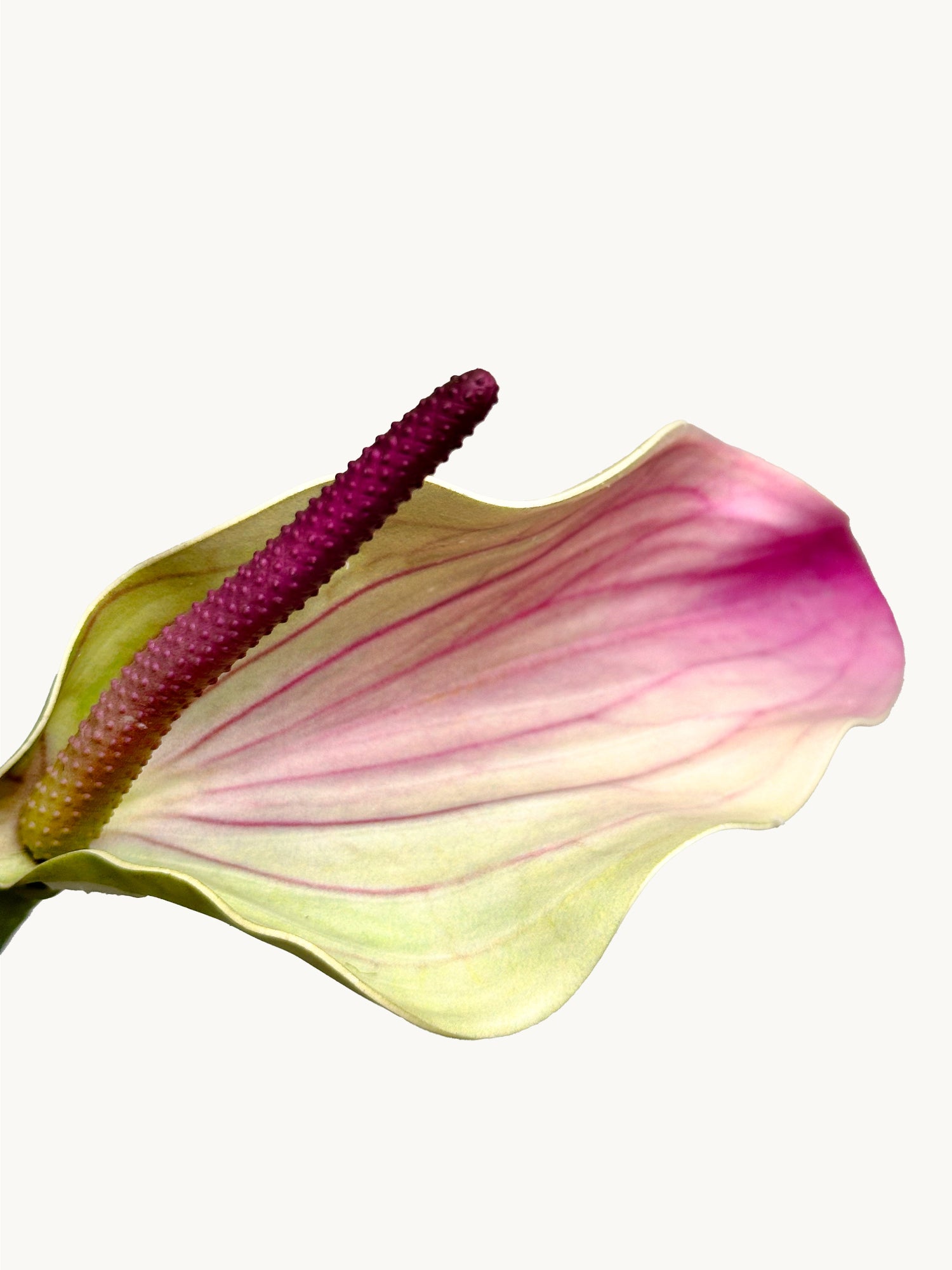 Anturio realista Amaranton de 71 cm con espádice - Morado