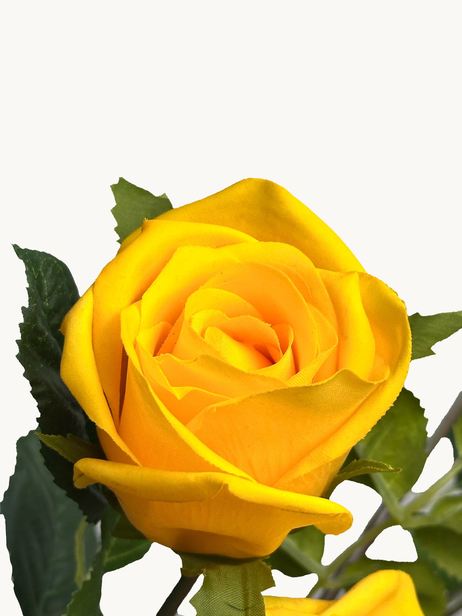 Amaranton 35" Real touch 5 - Bloom Racer Rose - Amarillo brillante